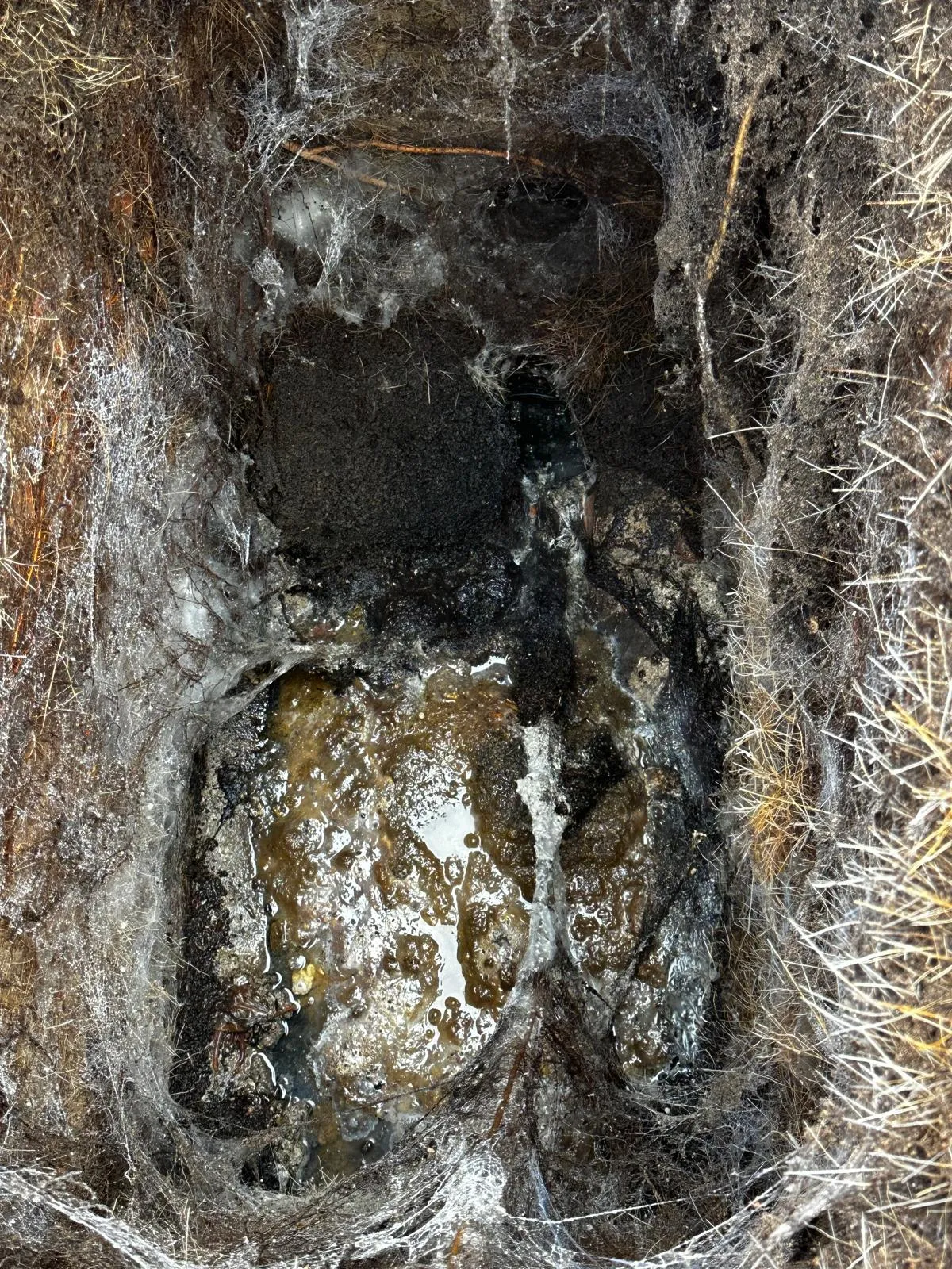 A severely blocked drain or gully with murky water and tangled roots or fibrous material.