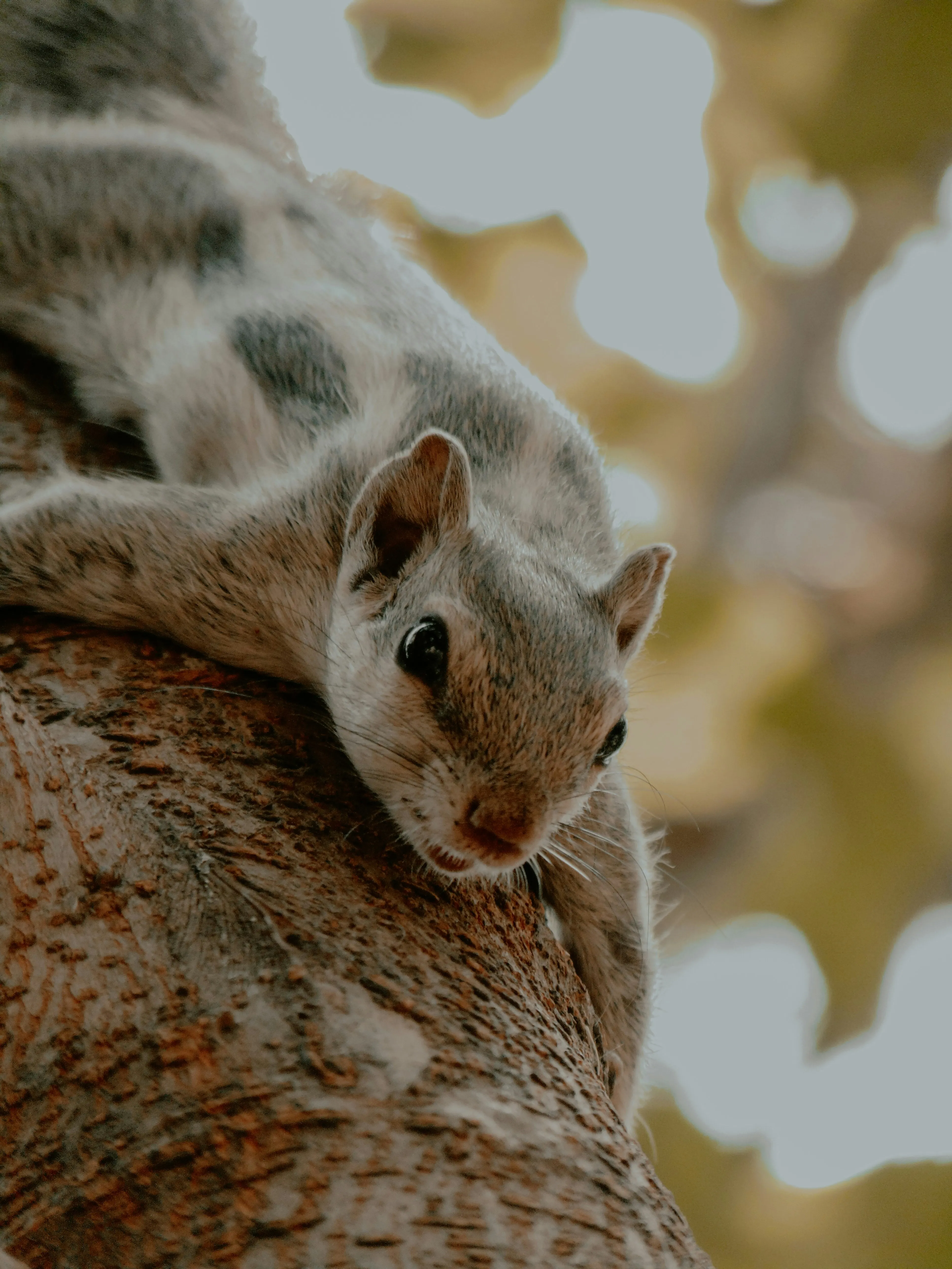 Professional squirrel control in Blackburn and Lancashire by Pest Medic.