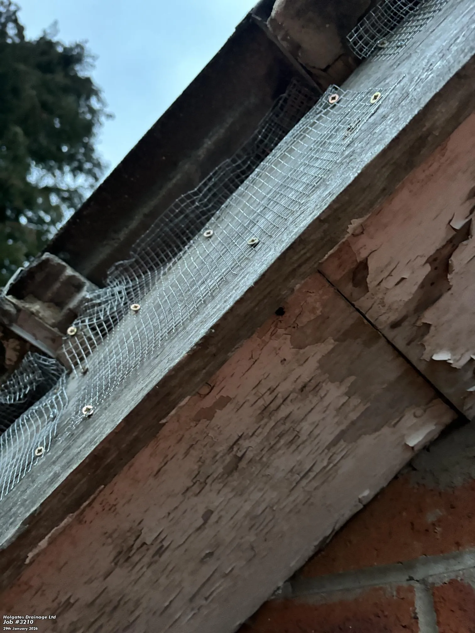 Rodent & Squirrel Proofing by Pest Medic