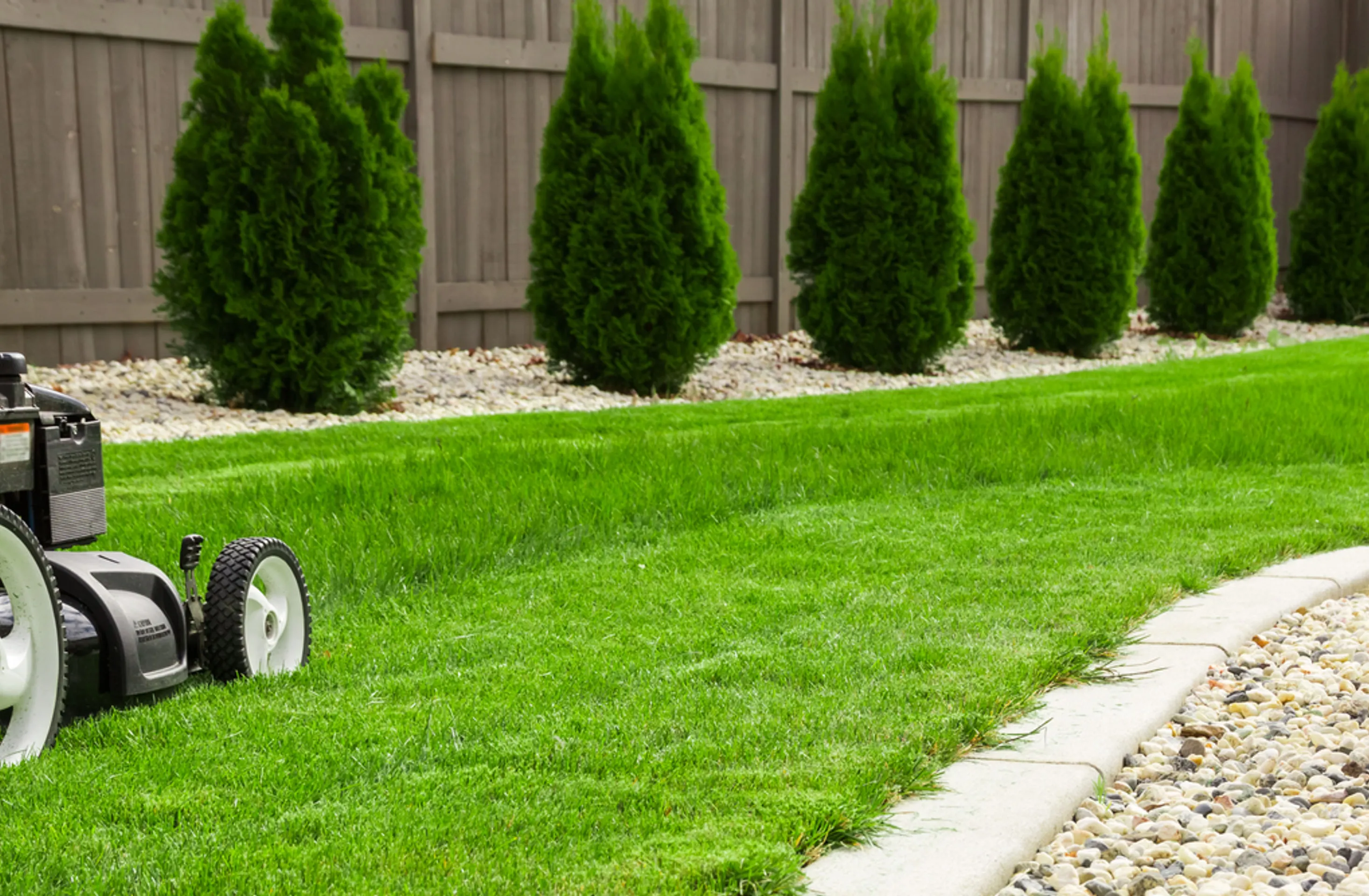 A close-up of a lawnmower cutting a lush green lawn next to a gravel border with manicured shrubs and a wooden fence in the background.
