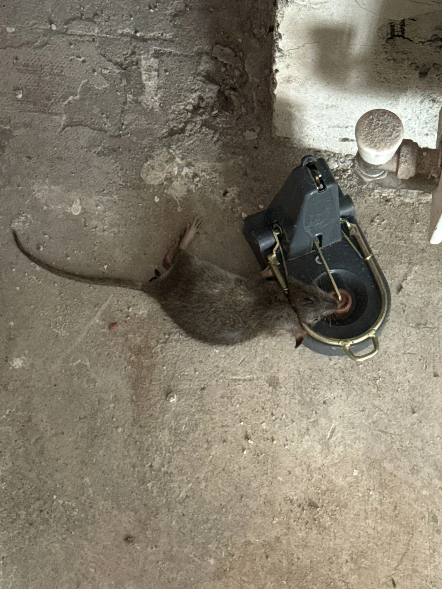Dead rat caught in a snap trap on a dirty floor