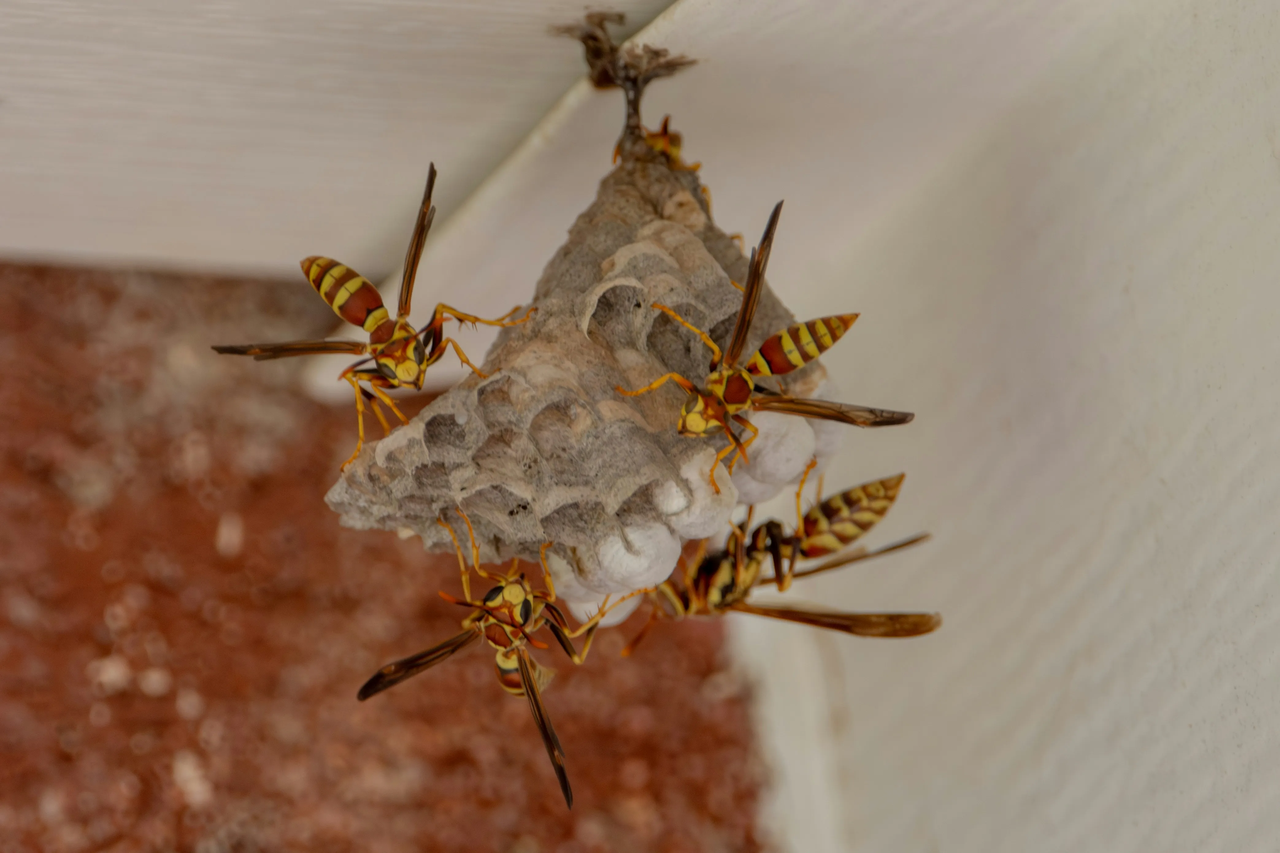 Active wasp nest attached to a property eave requiring professional removal services