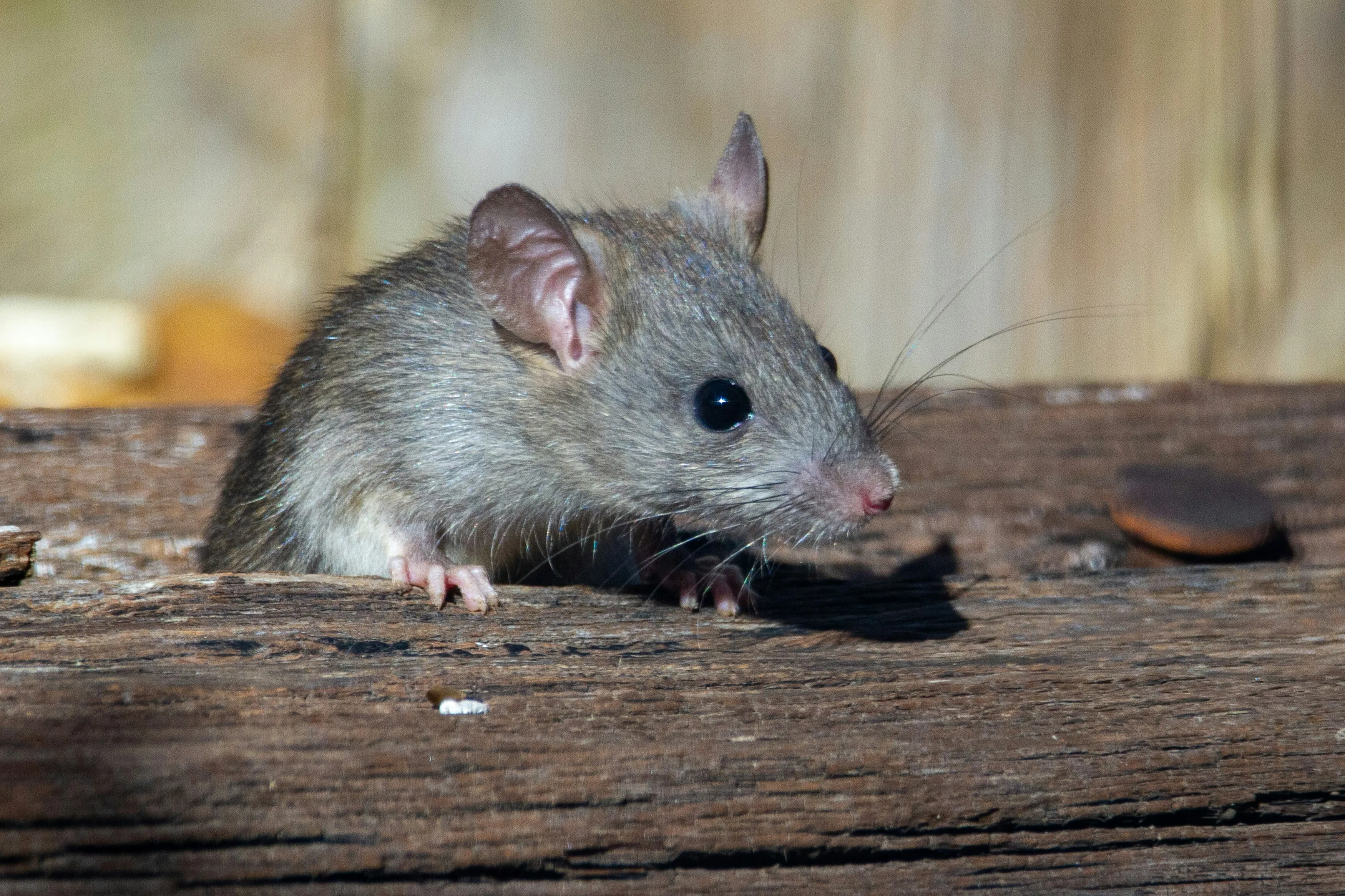 Expert Mice Control by Pest Medic