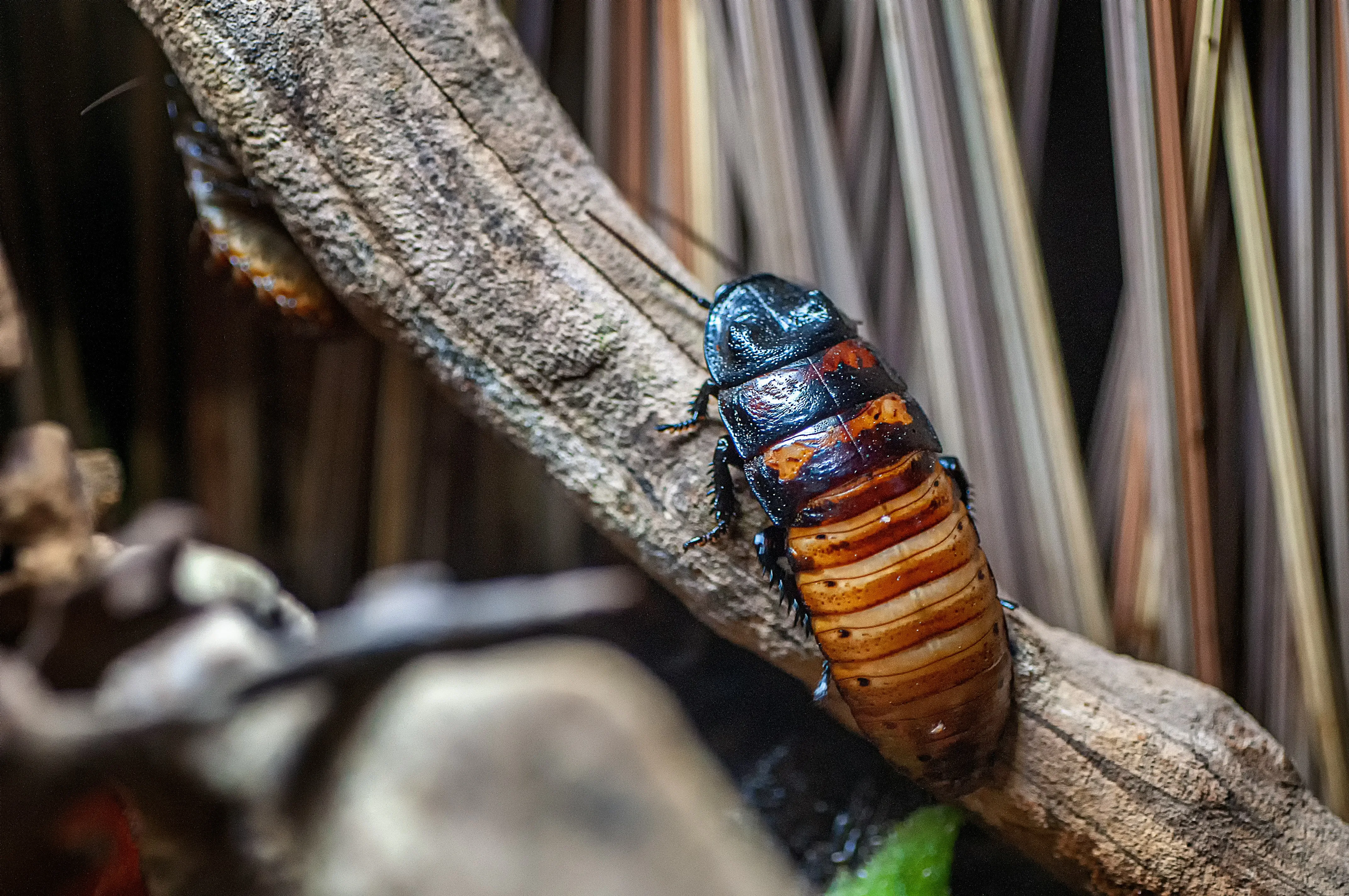 Professional cockroach extermination in Harrogate provided by BASIS PROMPT registered experts at Pest Control Harrogate.