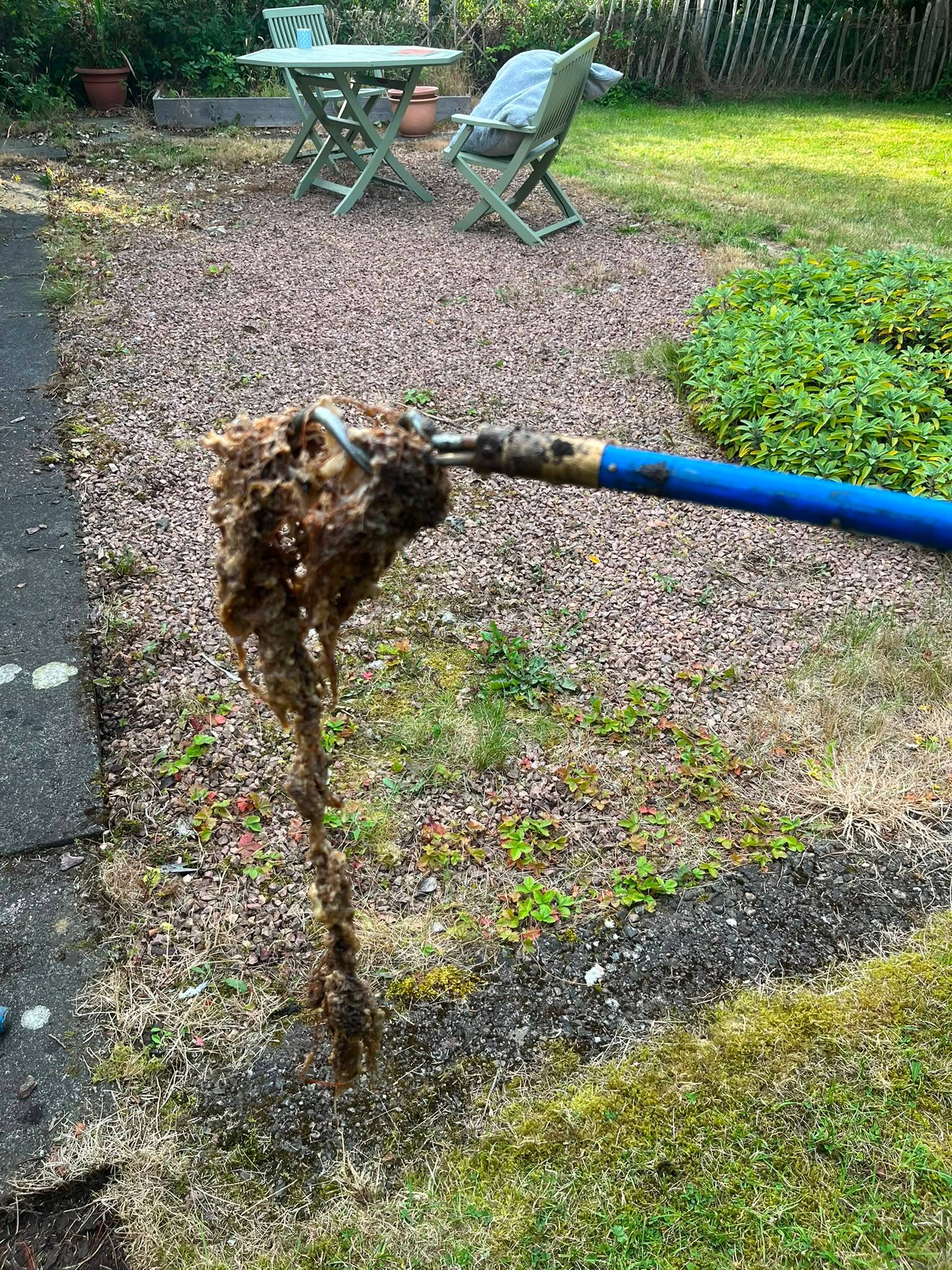 A blue drain rod pulling a severe blockage of roots and wet debris out of a domestic garden drain