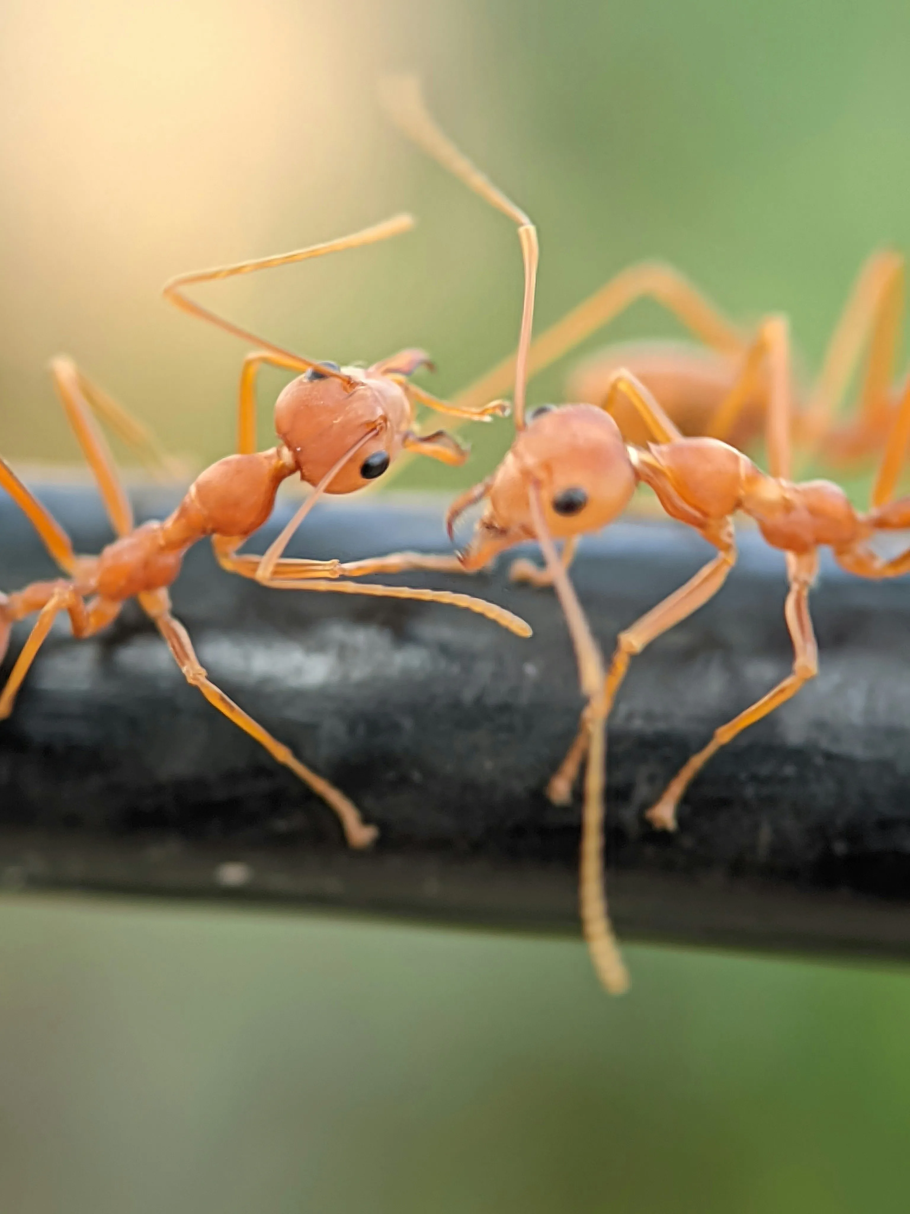 Close-up of two orange ants on a wire, highlighting the need for professional ant control in Blackburn and Lancashire.