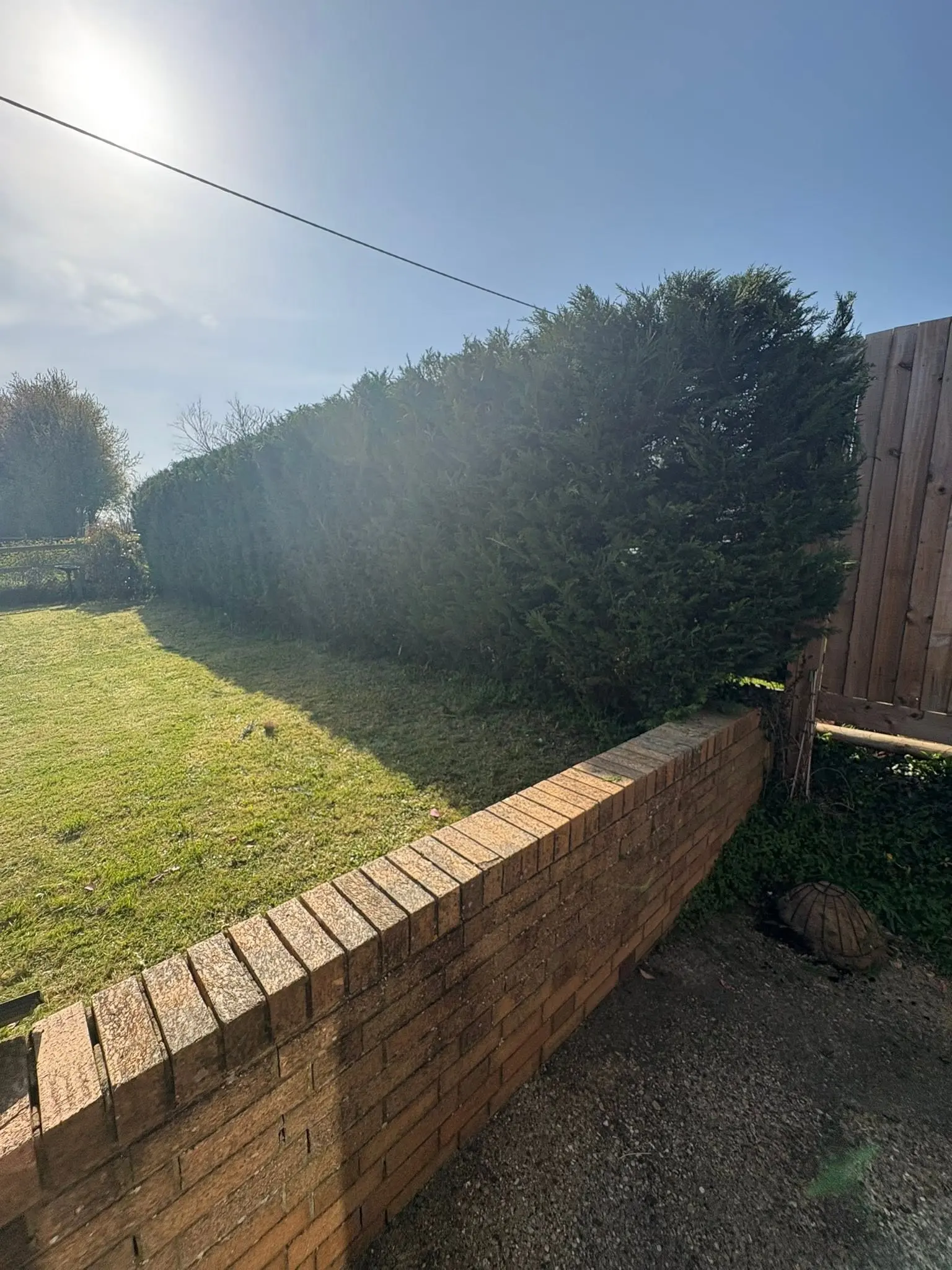 A long, recently trimmed conifer hedge next to a garden lawn and brick wall, demonstrating professional hedge maintenance.