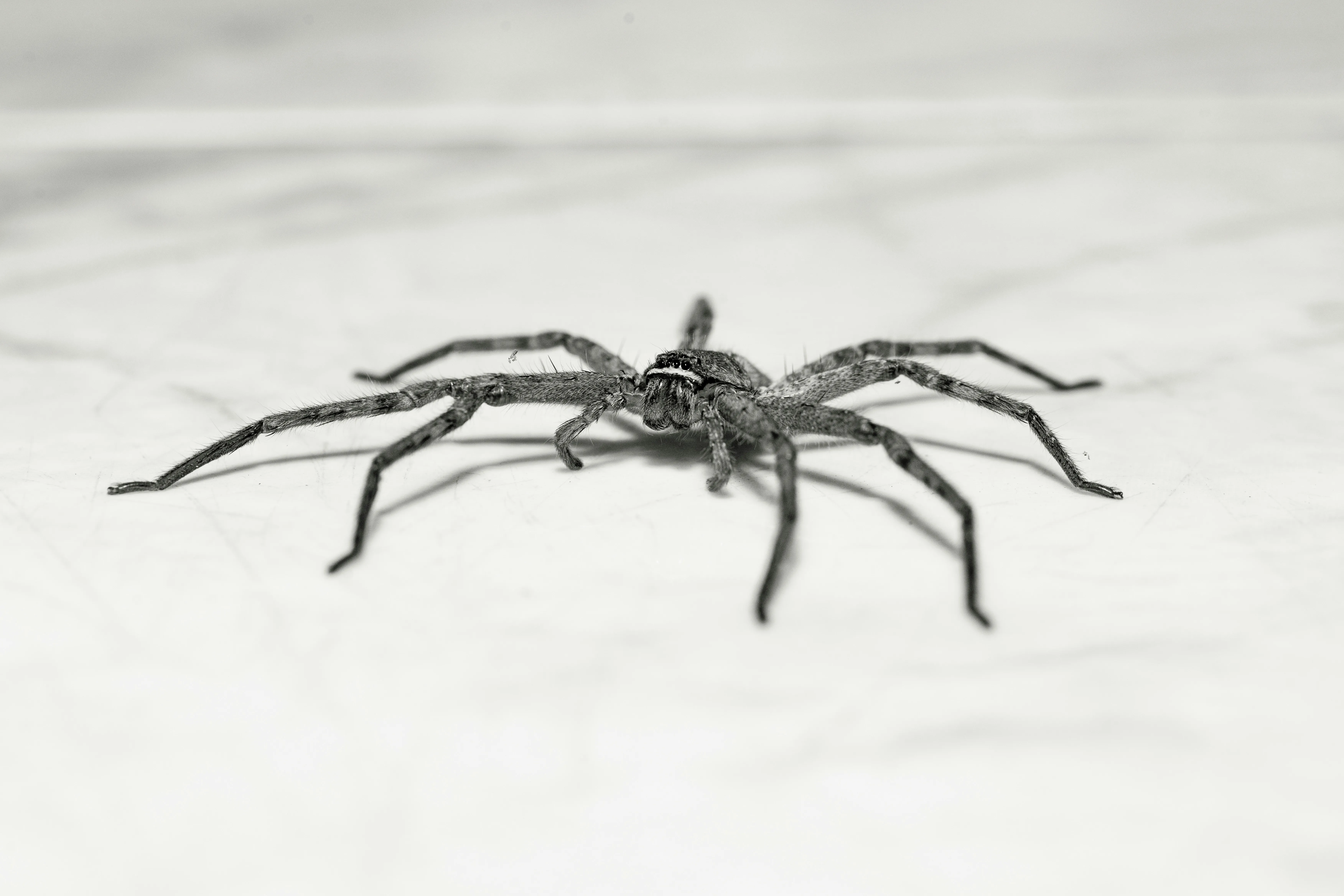 Close-up of a large spider on a white floor, professional spider removal services in Blackburn