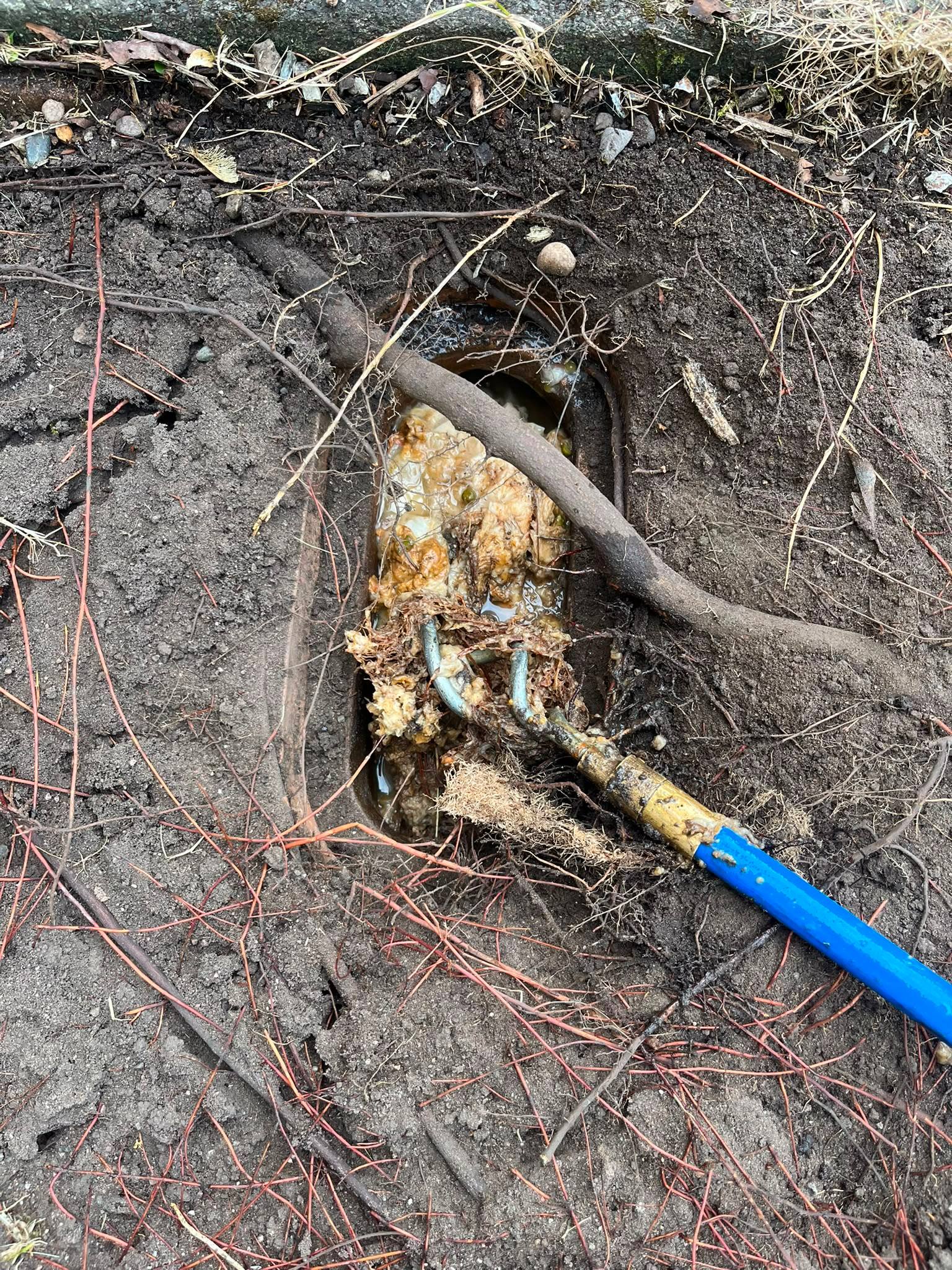 Professional drain rodding and root removal tool extracting a severe blockage from an outdoor drain by CB Drainage Scotland.