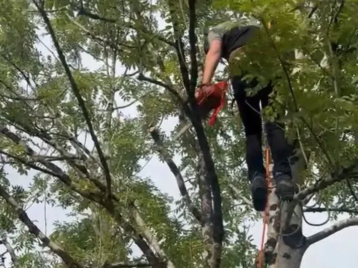 Tree surgeon performing sectional tree felling with a chainsaw high in the canopy