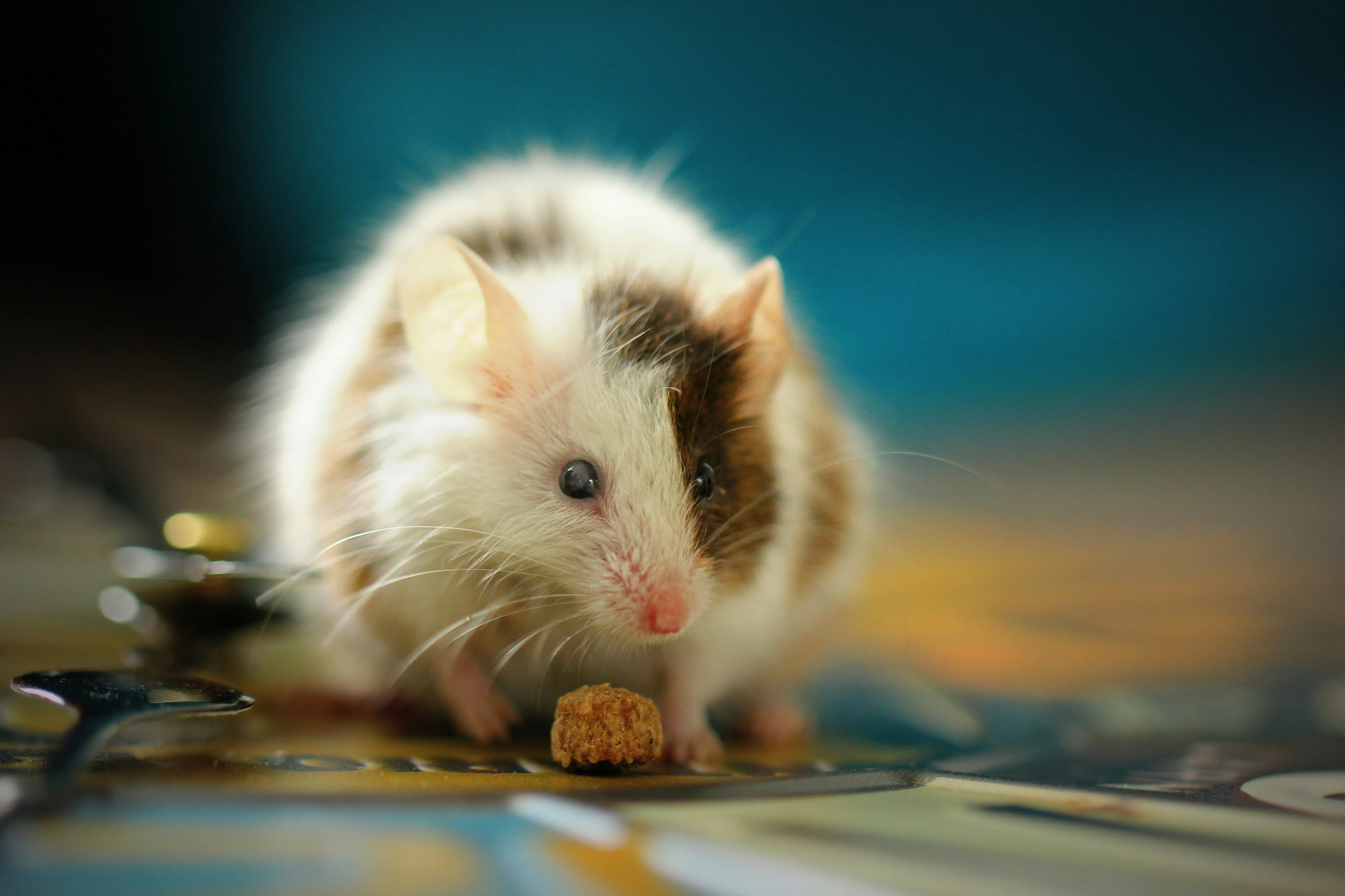 A brown and white house mouse eating food, highlighting the need for professional mice control in Blackburn.
