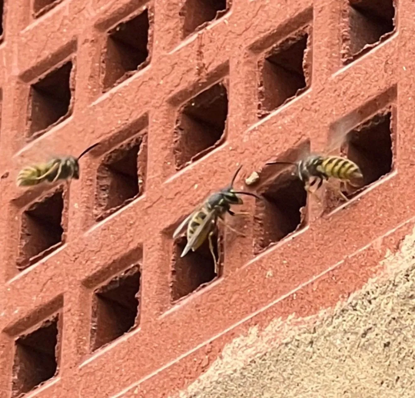Emergency wasp nest removal needed for wasps entering an air vent in Harrogate