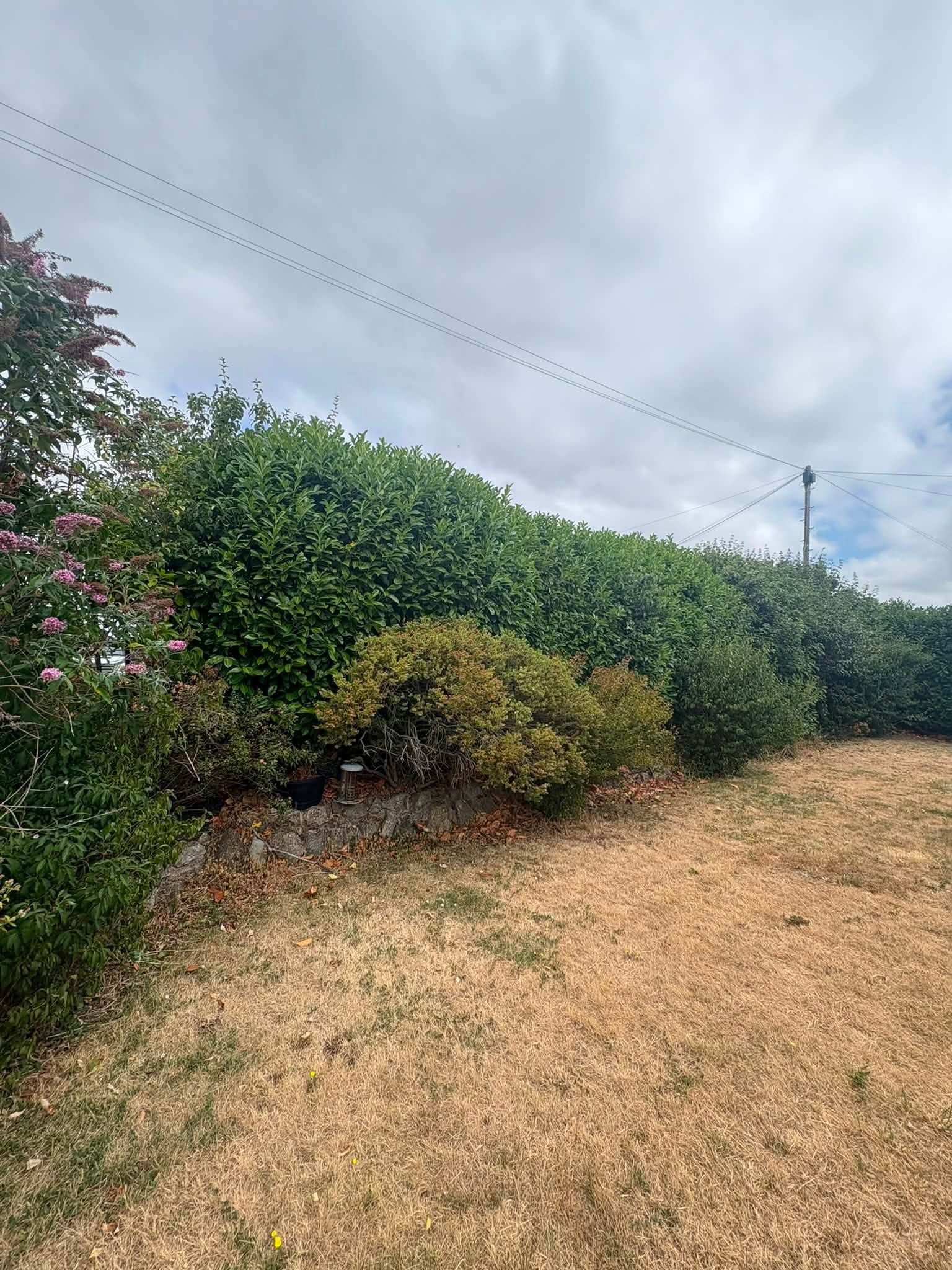 A mature, thick evergreen boundary hedge in a domestic garden