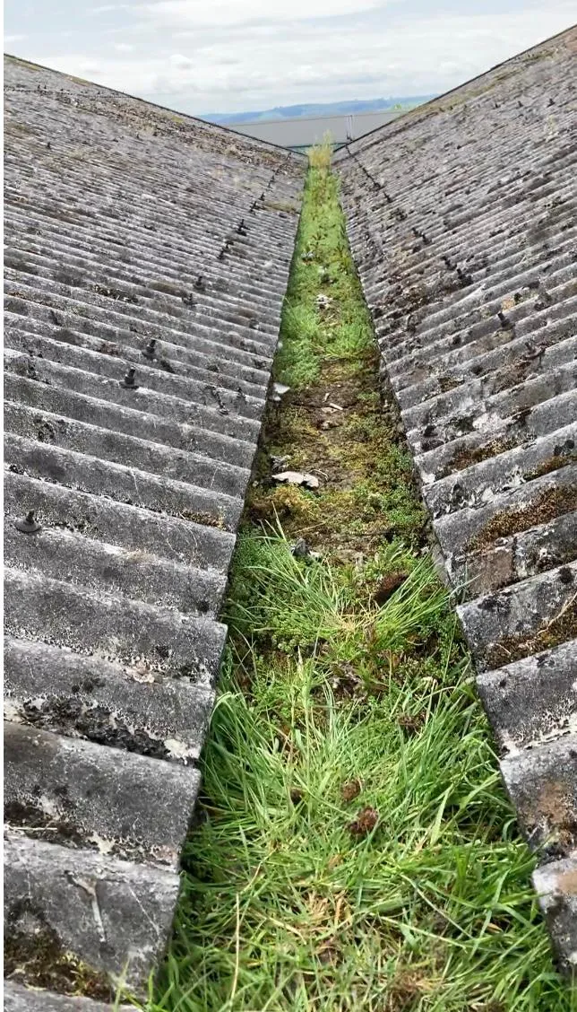 Severely blocked roof valley gutter completely overgrown with grass and plant matter