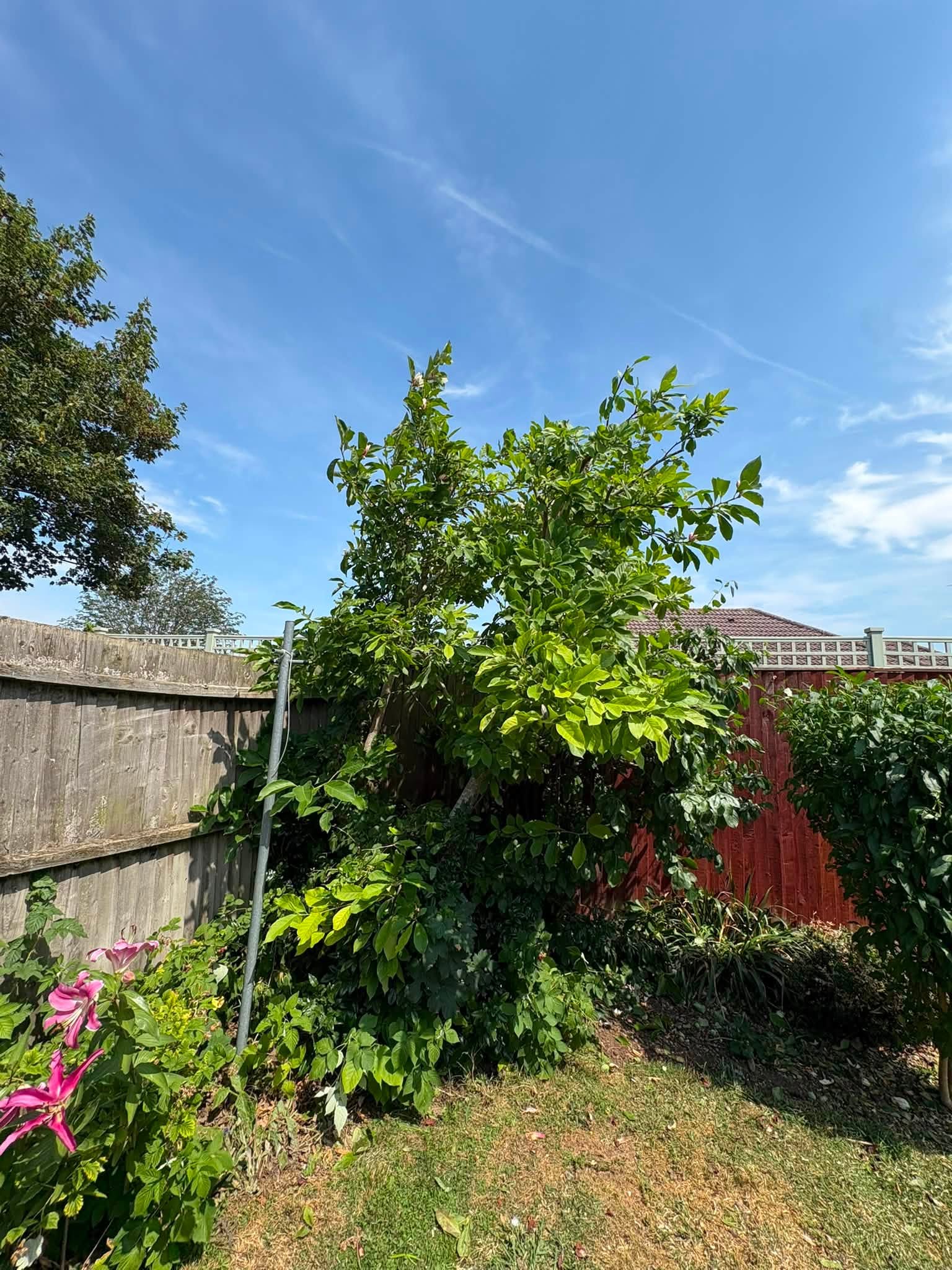 An overgrown tree needing pruning situated next to a wooden boundary fence in a domestic garden.