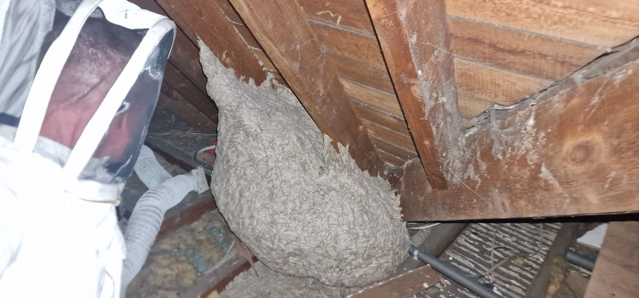 A pest control technician in a white suit next to a large grey wasp nest in a dusty attic.