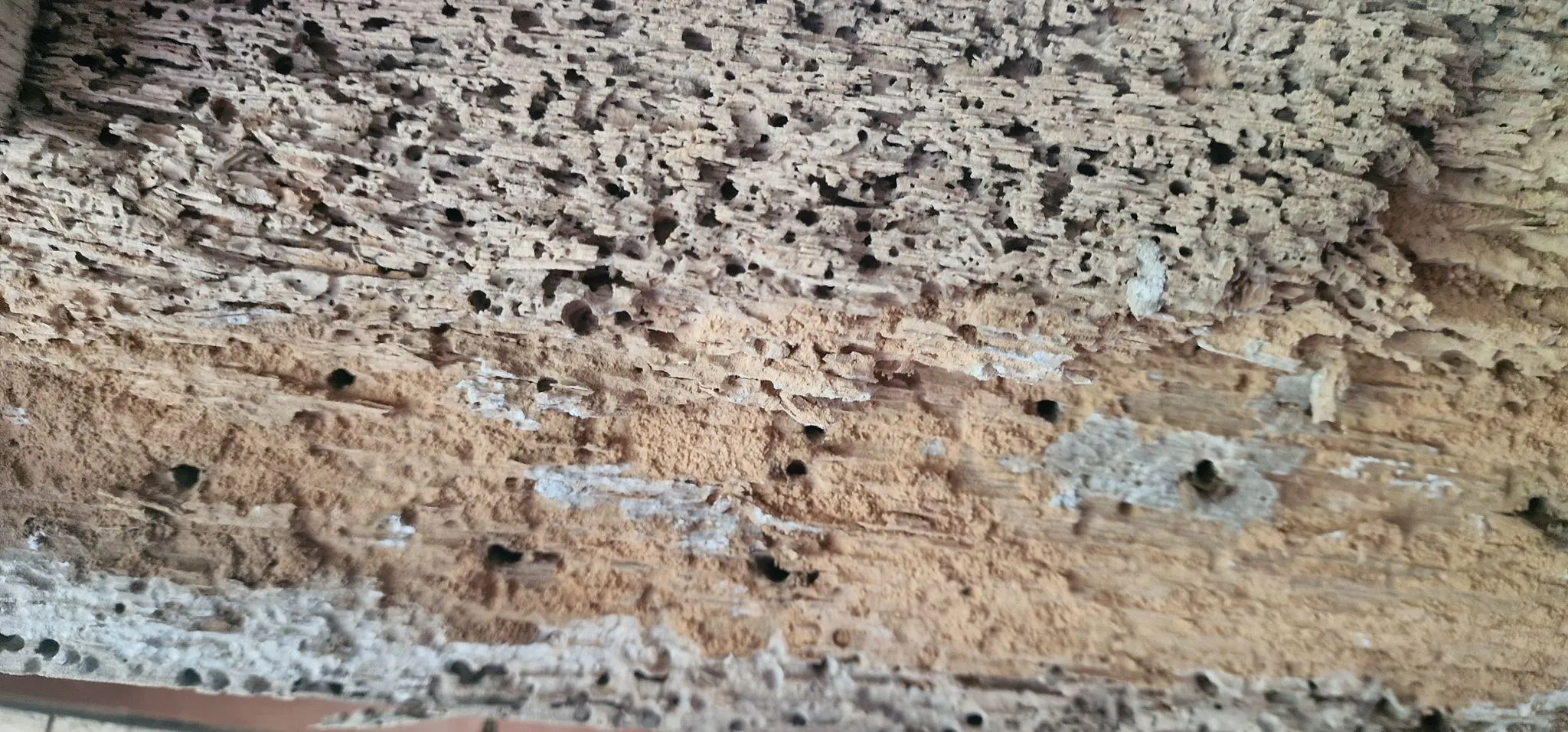 Timber heavily damaged by woodworm, showing multiple small holes and powdery frass.