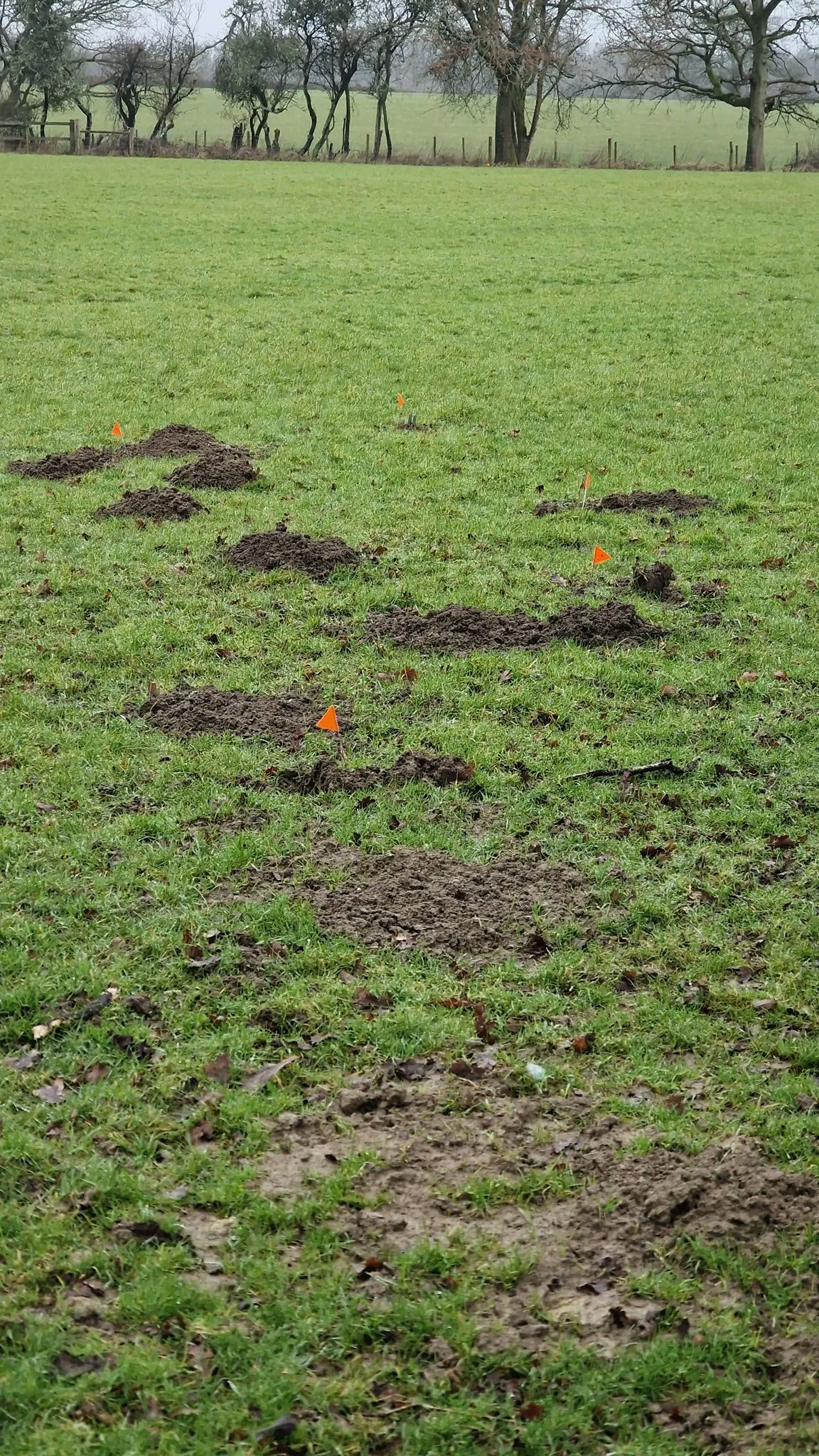 Molehills in a grassy field with orange flags, signifying professional mole control operations.