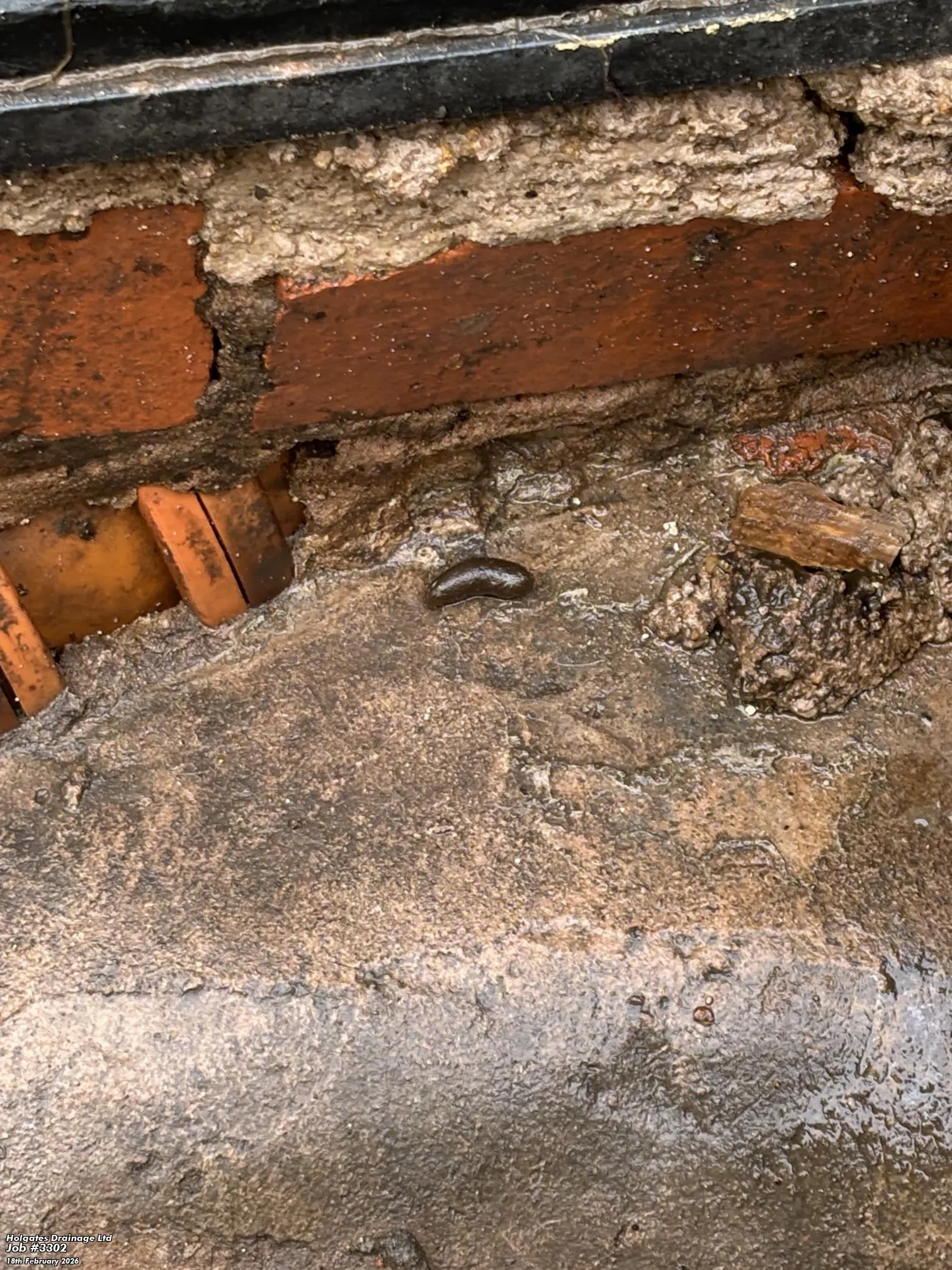 A large rat dropping on concrete next to a brick wall, indicating a rodent infestation.