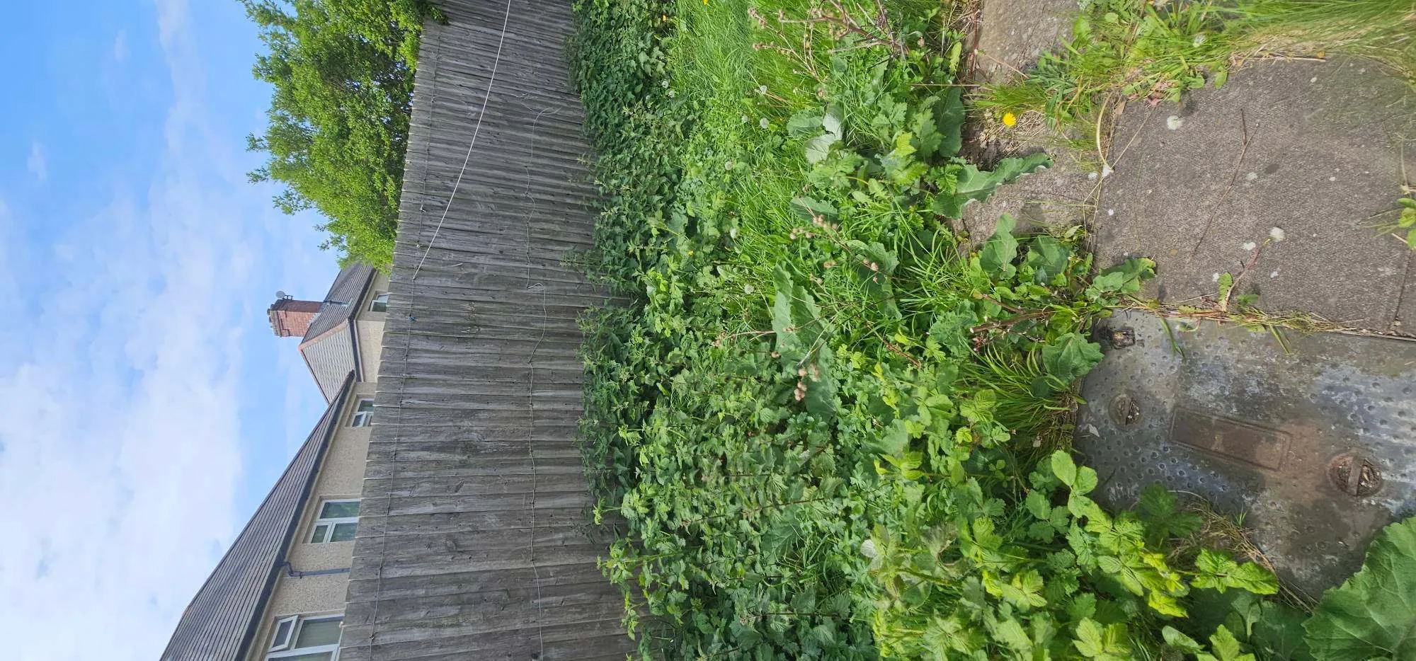 Overgrown garden border with dense weeds and nettles along a wooden fence before garden clearance