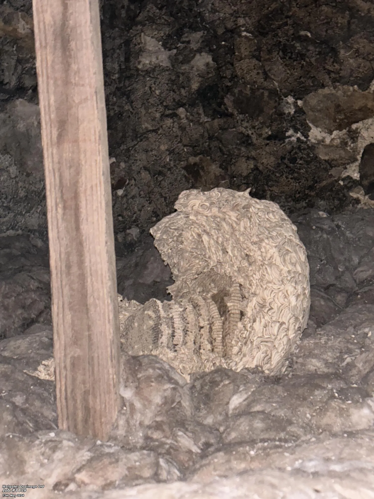 Expert wasp nest removal in a Blackburn loft space by Pest Medic