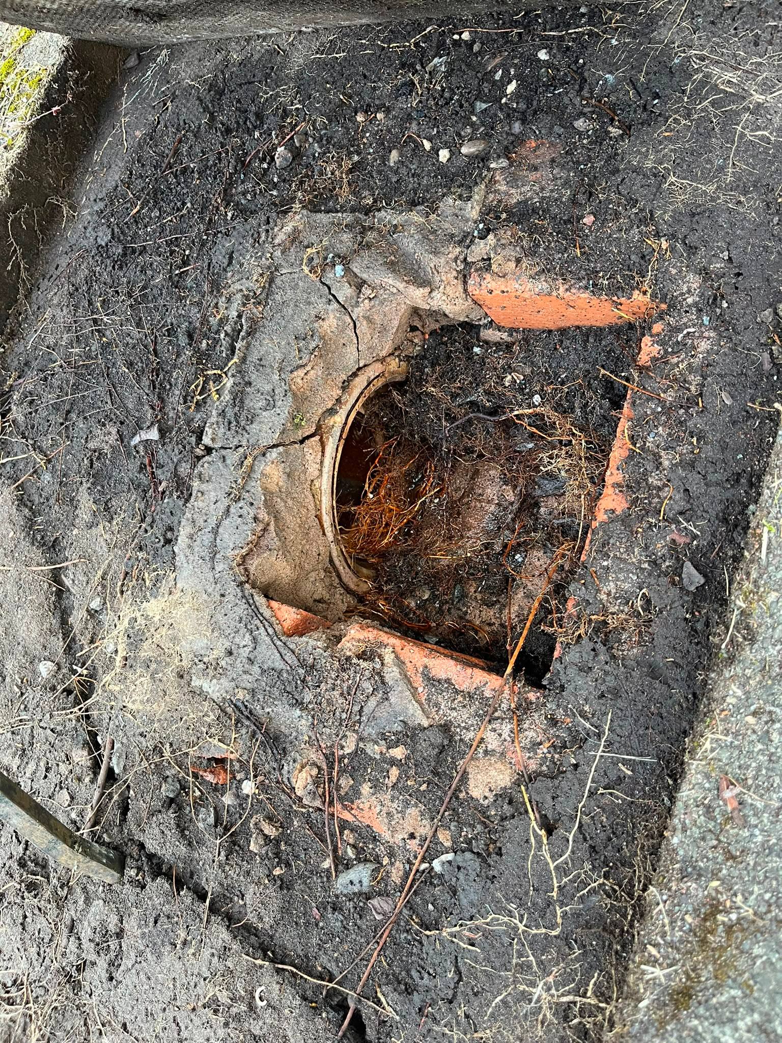 A broken inspection chamber with severe tree root ingress blocking the drain pipe