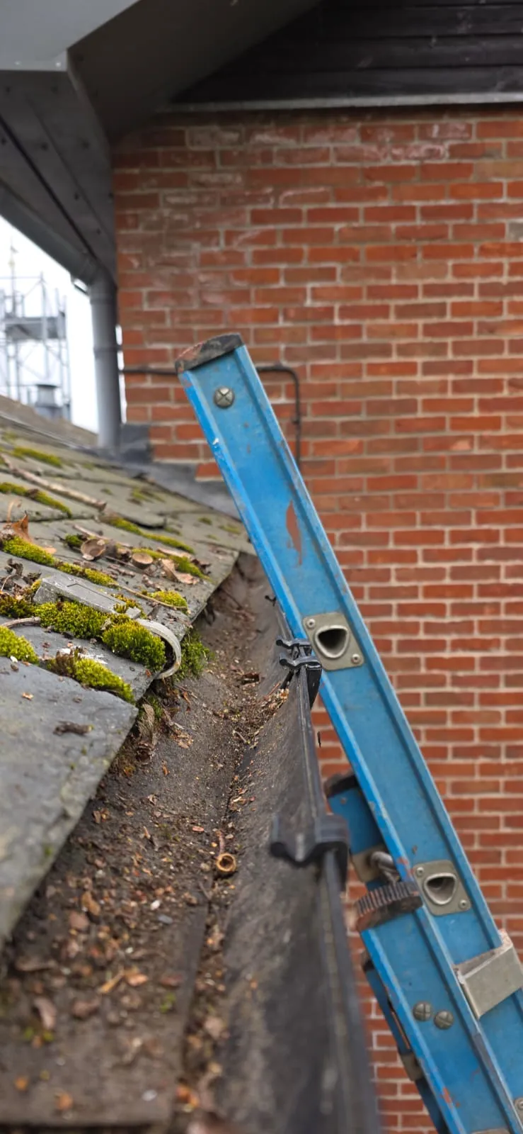 Mossy slate roof and blocked gutter being cleaned using a blue ladder at a residential property in Felixstowe.
