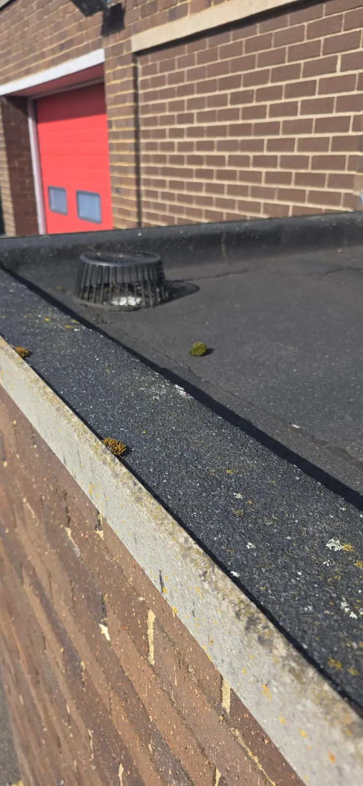 Moss growth on a commercial flat roof in Felixstowe requiring roof cleaning and maintenance.