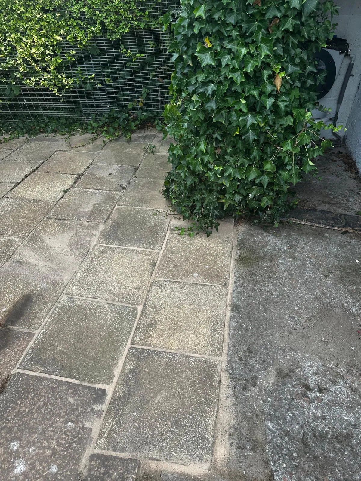 Paved garden area with ivy, a potential source of drain root intrusion.