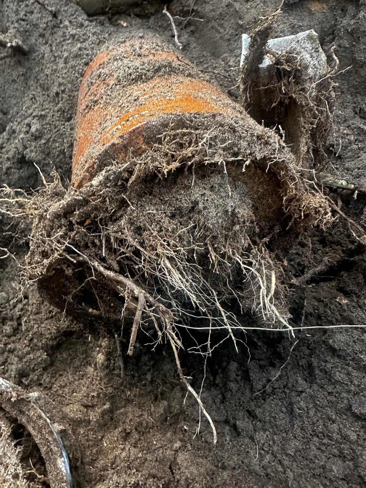 Close-up of an old, orange drain pipe excavated from the ground, with dense white and brown tree roots growing into and around its cracked opening, causing damage and blockage.
