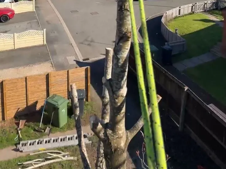 Sectional tree felling and dismantling with rigging equipment by JDP Outdoor Solutions