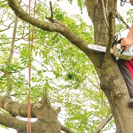 A close-up of a tree surgeon using a chainsaw to prune a thick tree branch, showing safety ropes.