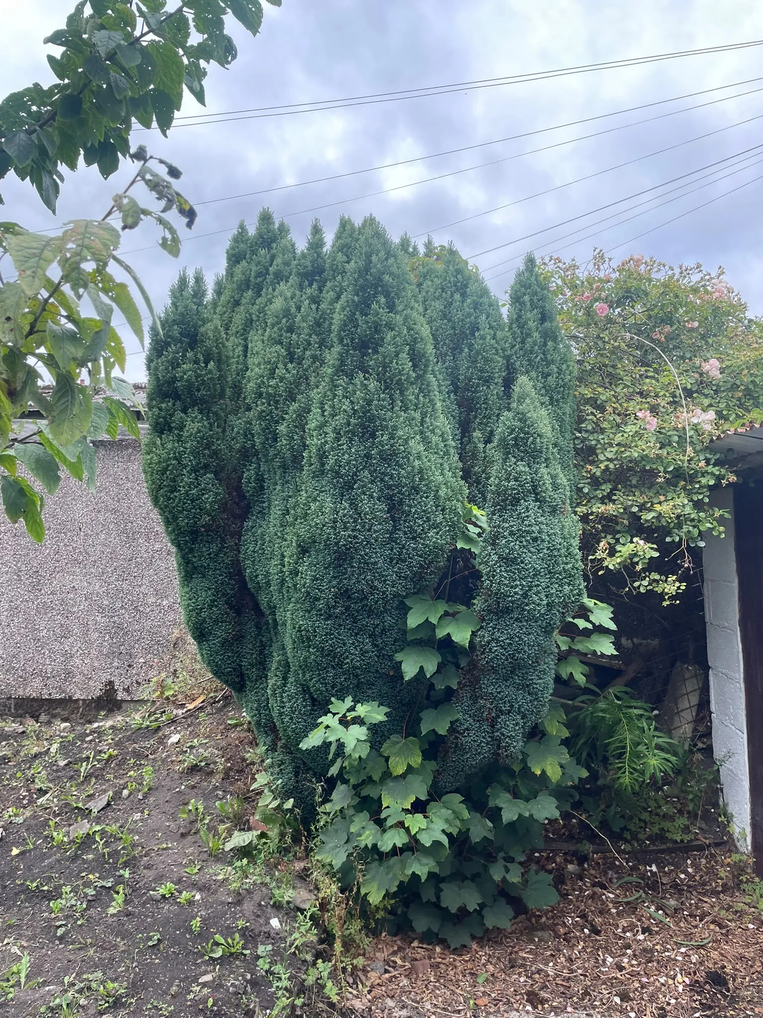 Overgrown conifer hedge in a domestic South Wales garden before hedge trimming and maintenance