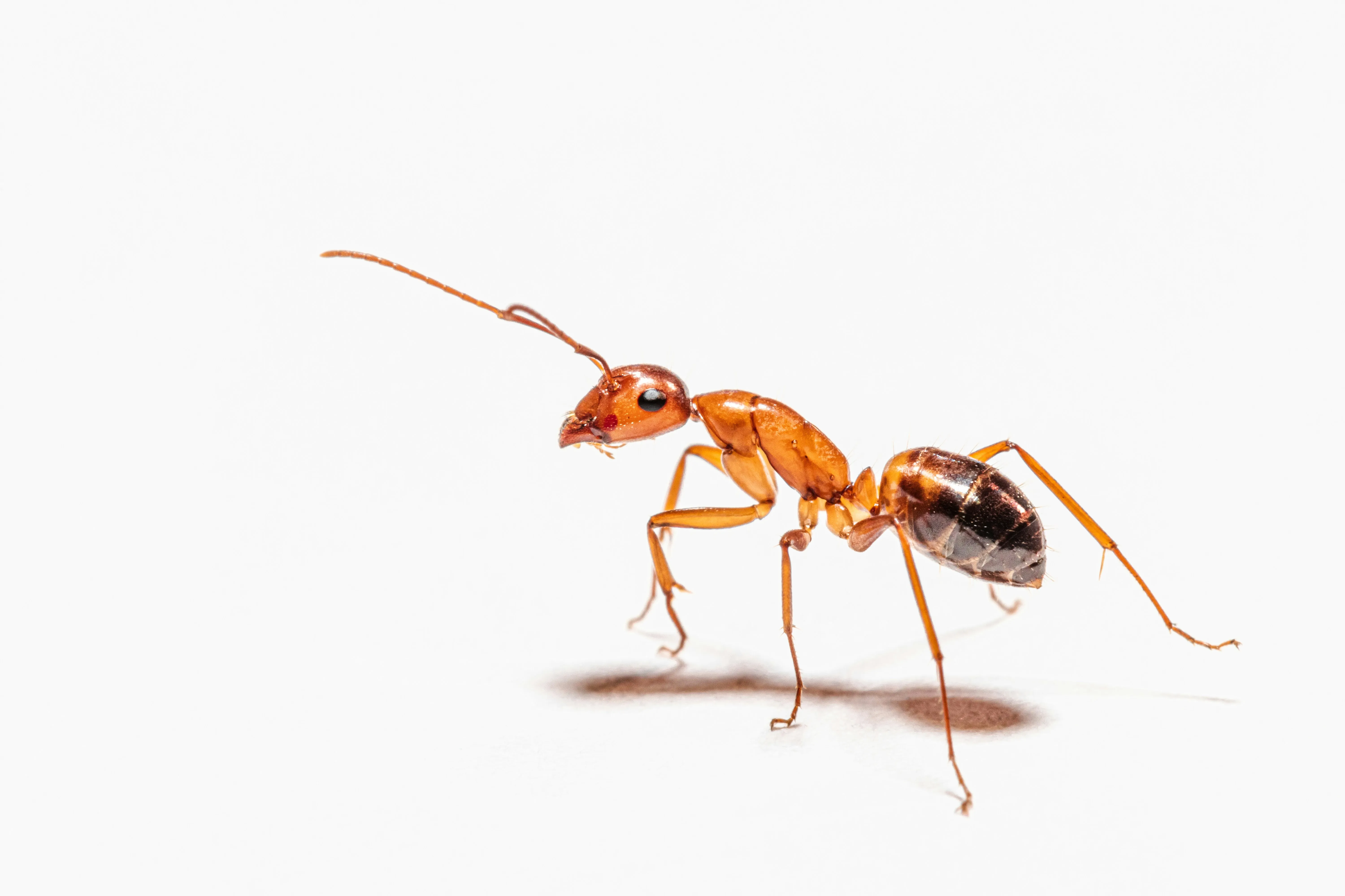 A macro photograph of an ant