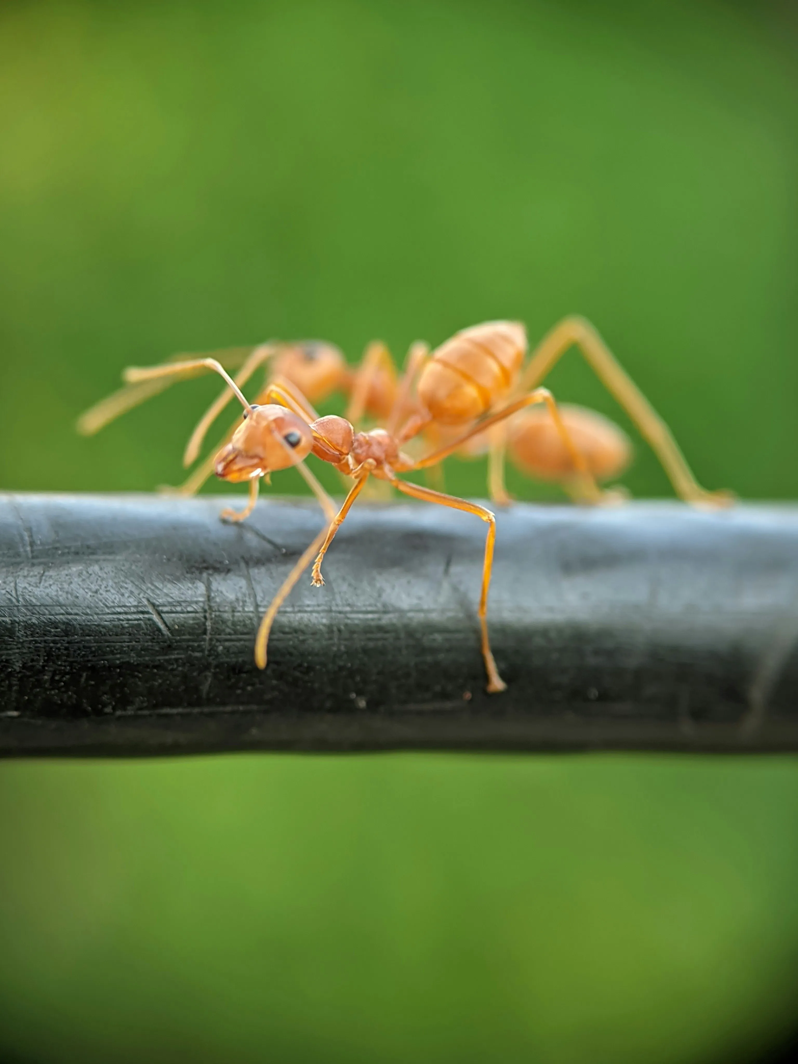 Ant Control by Pest Medic