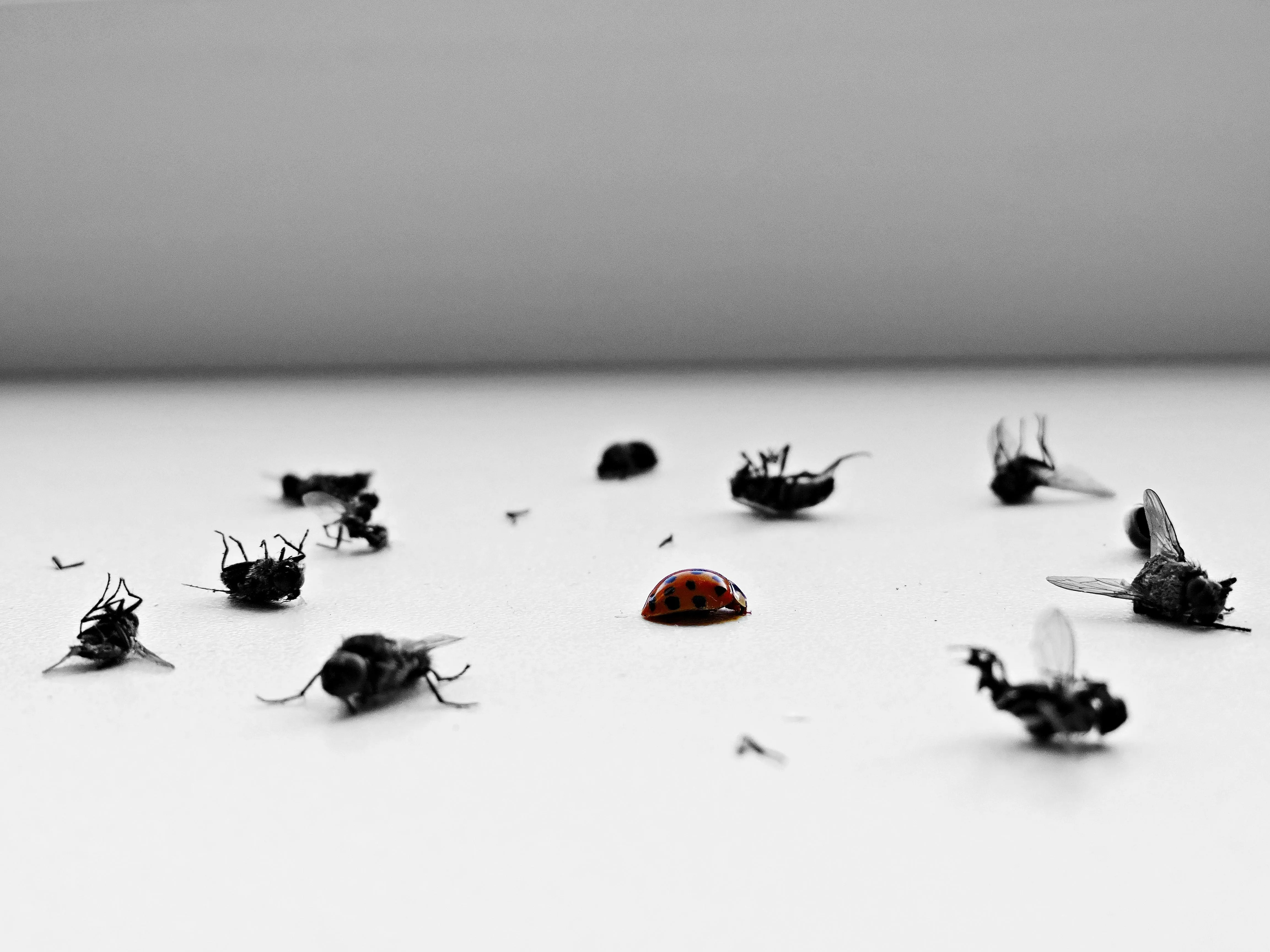 Insect Control by Pest Medic