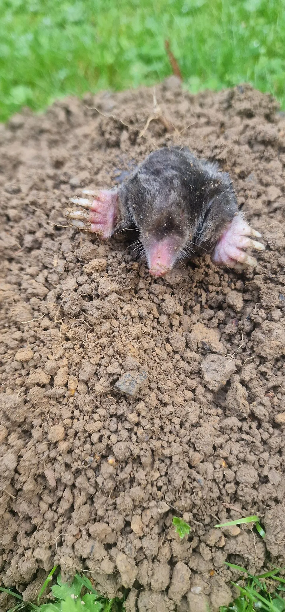 A close-up of a mole emerging from a molehill in a garden.