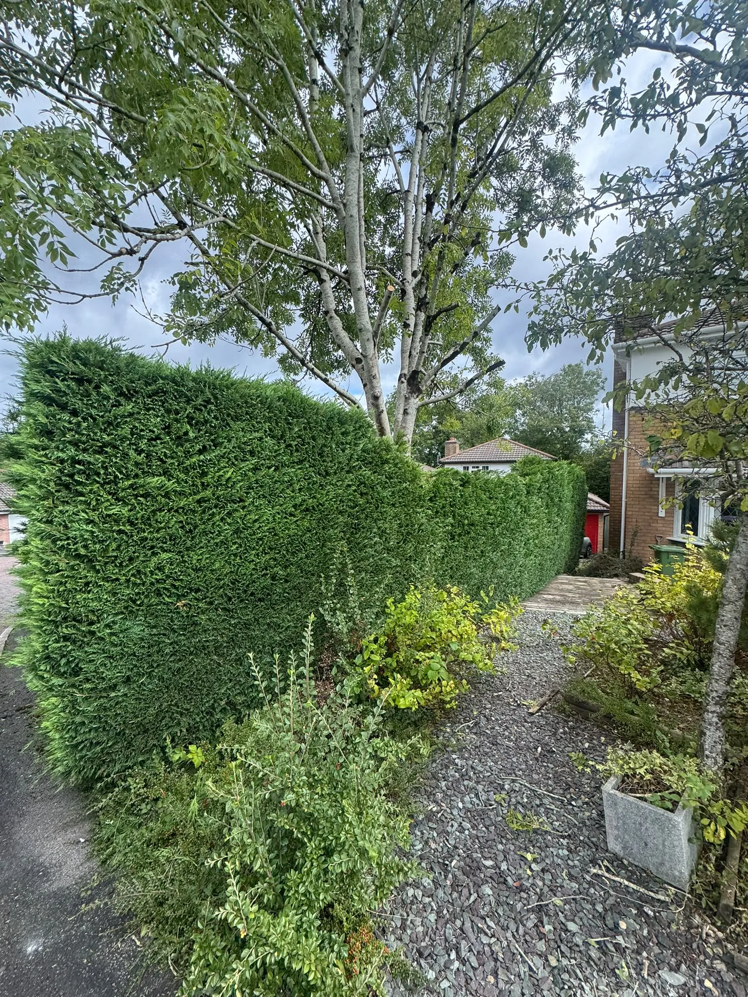 Neatly trimmed tall conifer boundary hedge in a residential garden by JDP Outdoor Solutions