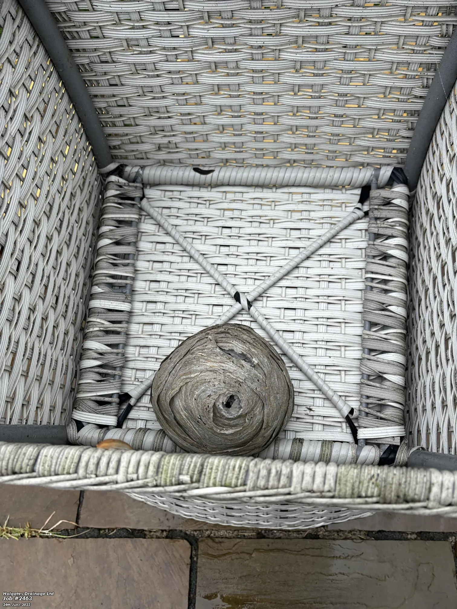 A wasp nest found inside wicker garden furniture in Blackburn