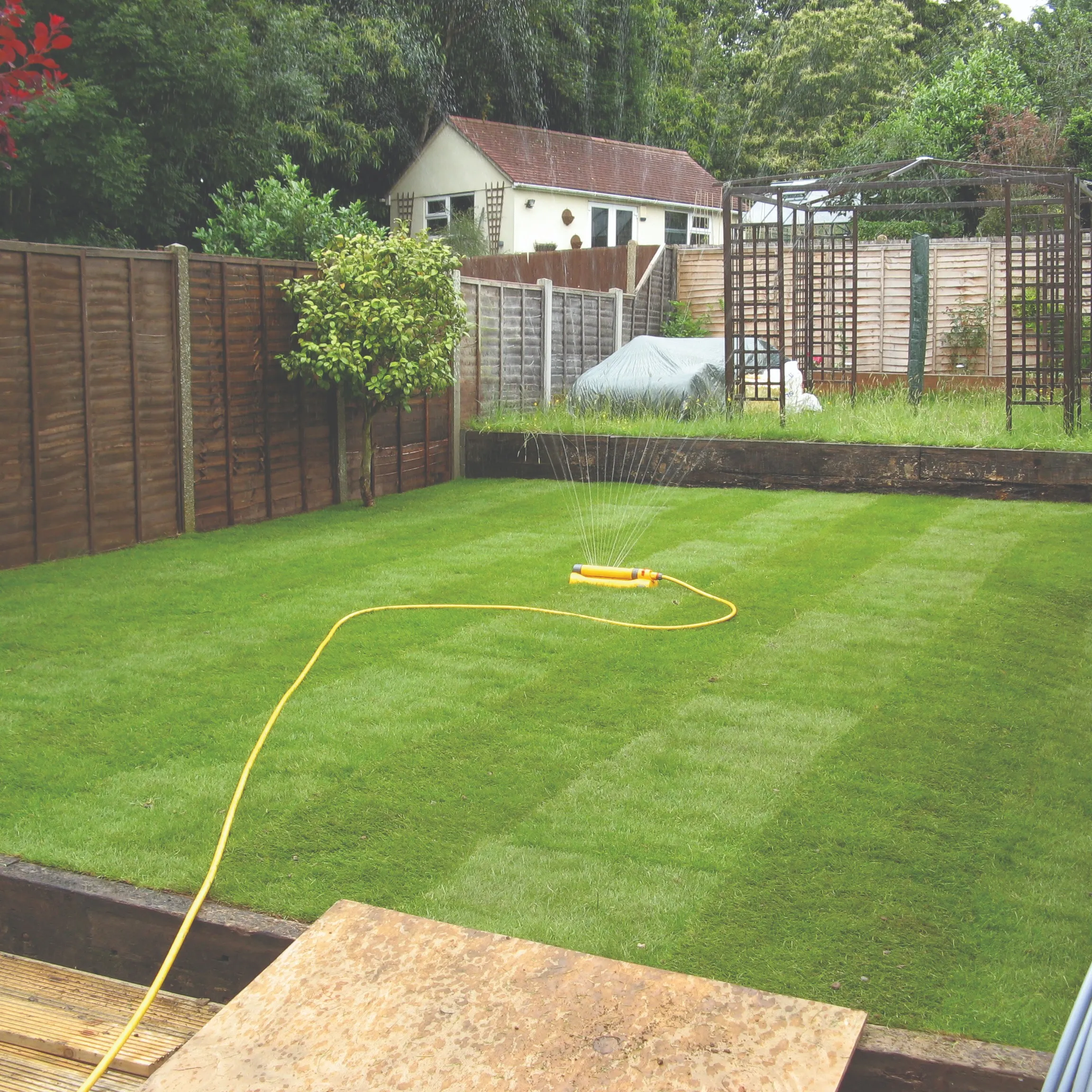A vibrant green, freshly mown lawn in a garden, being watered by an oscillating sprinkler. Wooden fences and a garden shed are visible in the background.