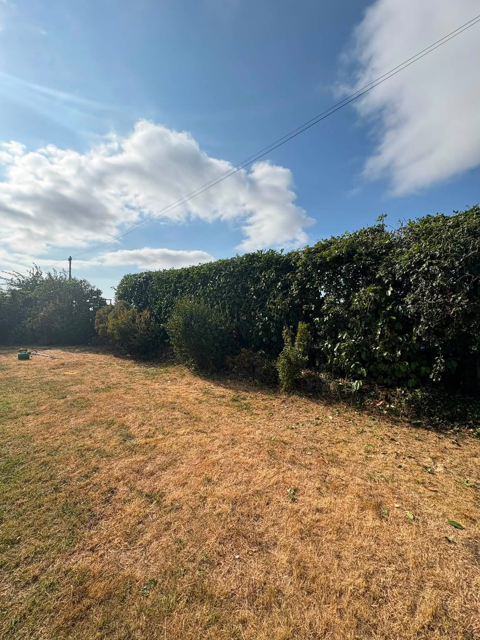A long, thick green hedge next to a dry brown lawn with a hedge trimmer lying on the grass.