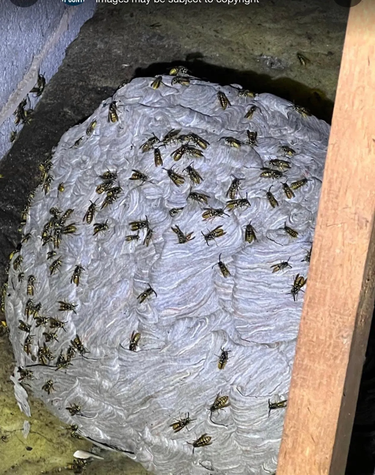 Professional wasp nest removal in a Harrogate loft space featuring a large grey active nest.