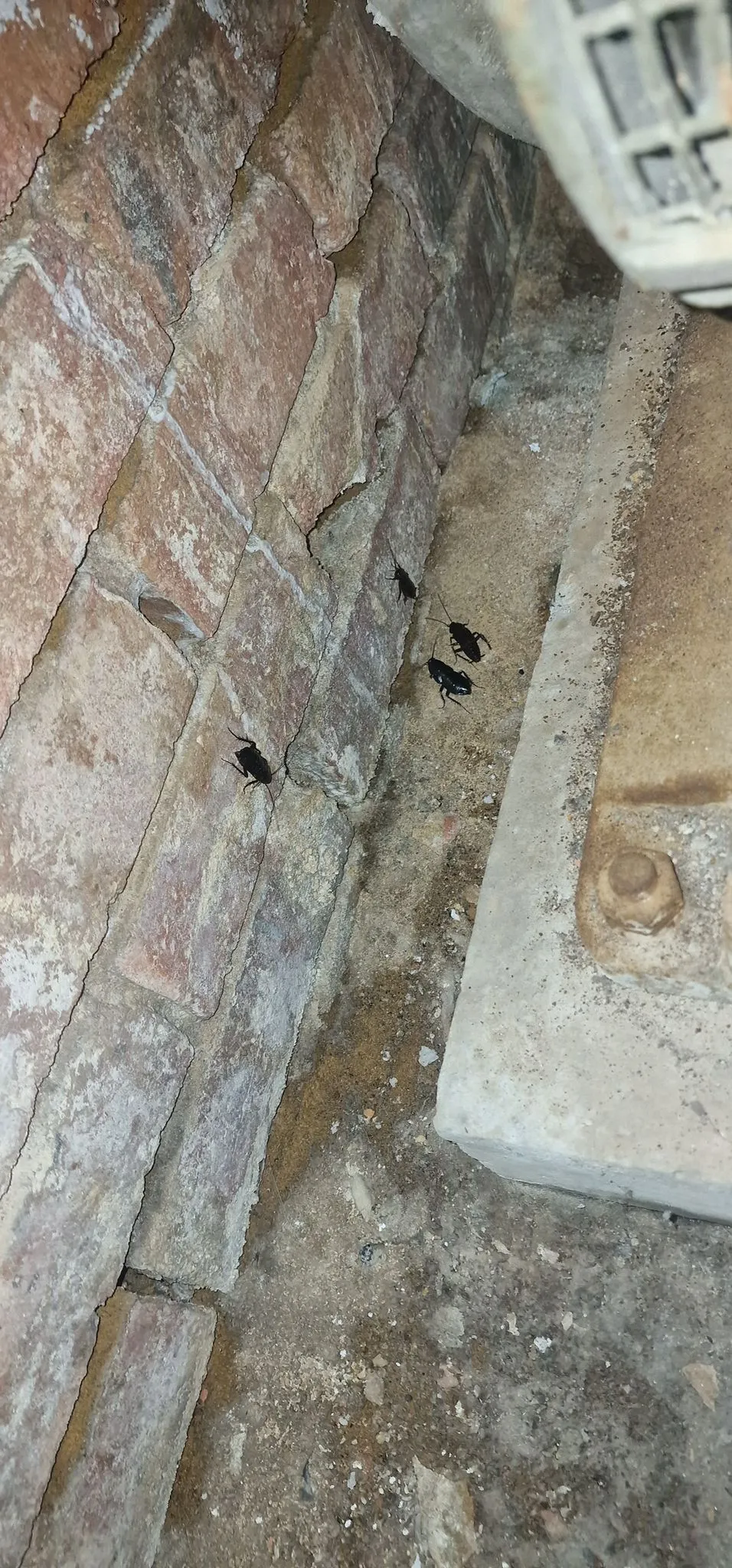 Close-up image showing several dark-coloured cockroaches crawling on a grimy floor next to an old brick wall and a concrete slab.
