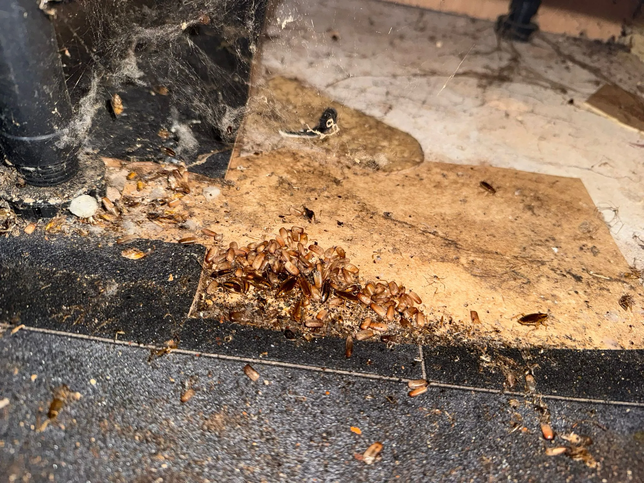 A close-up shot of a large group of cockroaches infesting a dirty corner, indicating a severe infestation.