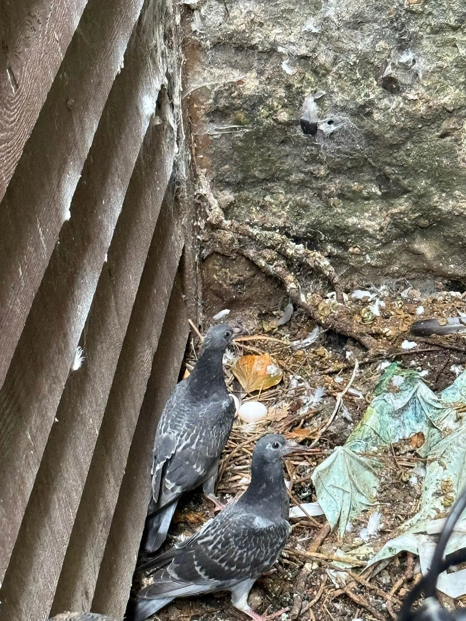 Two pigeons in a dirty nest with an egg, surrounded by feathers and guano, highlighting a bird pest problem.