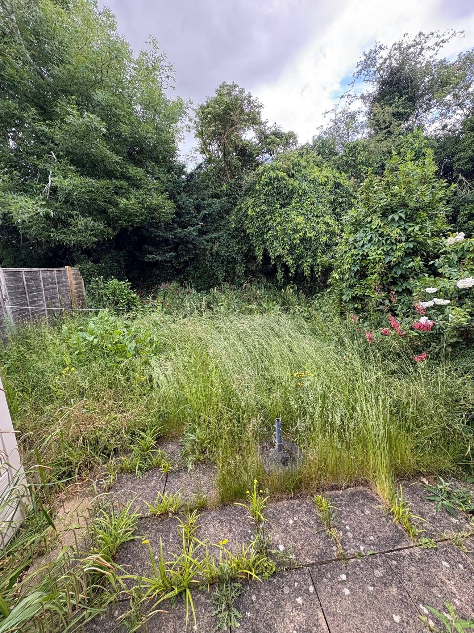 A highly overgrown garden with tall grass and weeds needing professional clearance