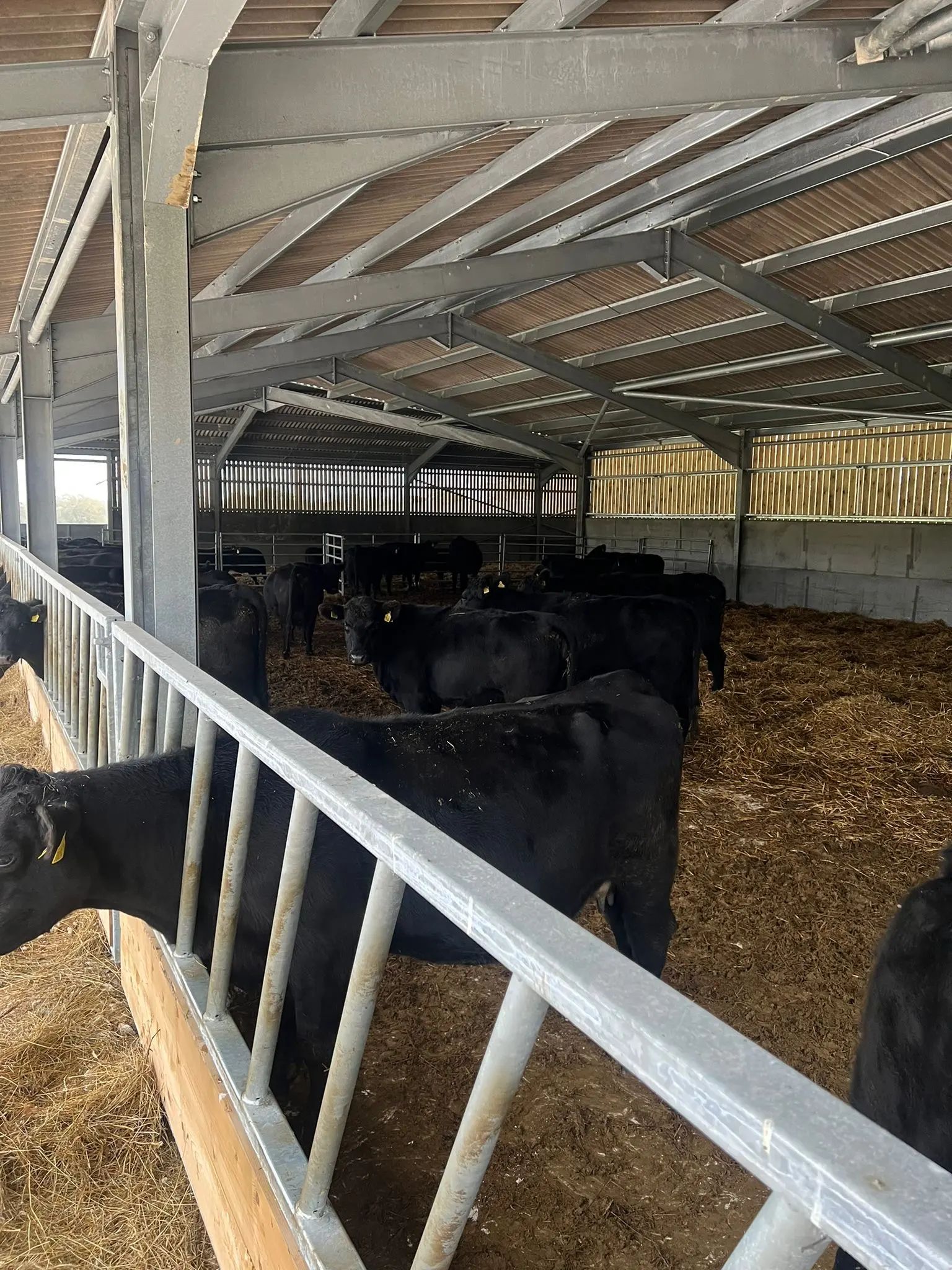 Black cattle inside a bespoke steel-framed livestock housing building constructed by ER3 Group LTD