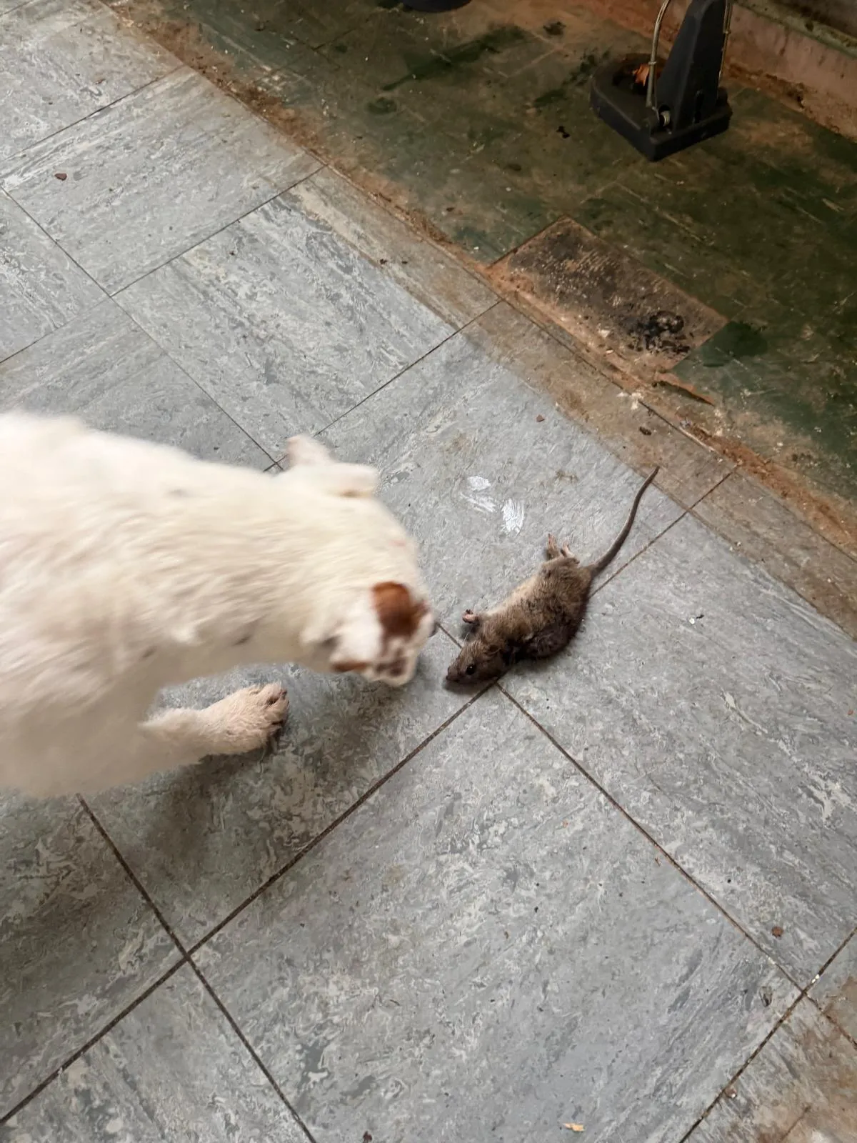A dead rat on a tiled floor being inspected by a white pet dog in a domestic kitchen setting.