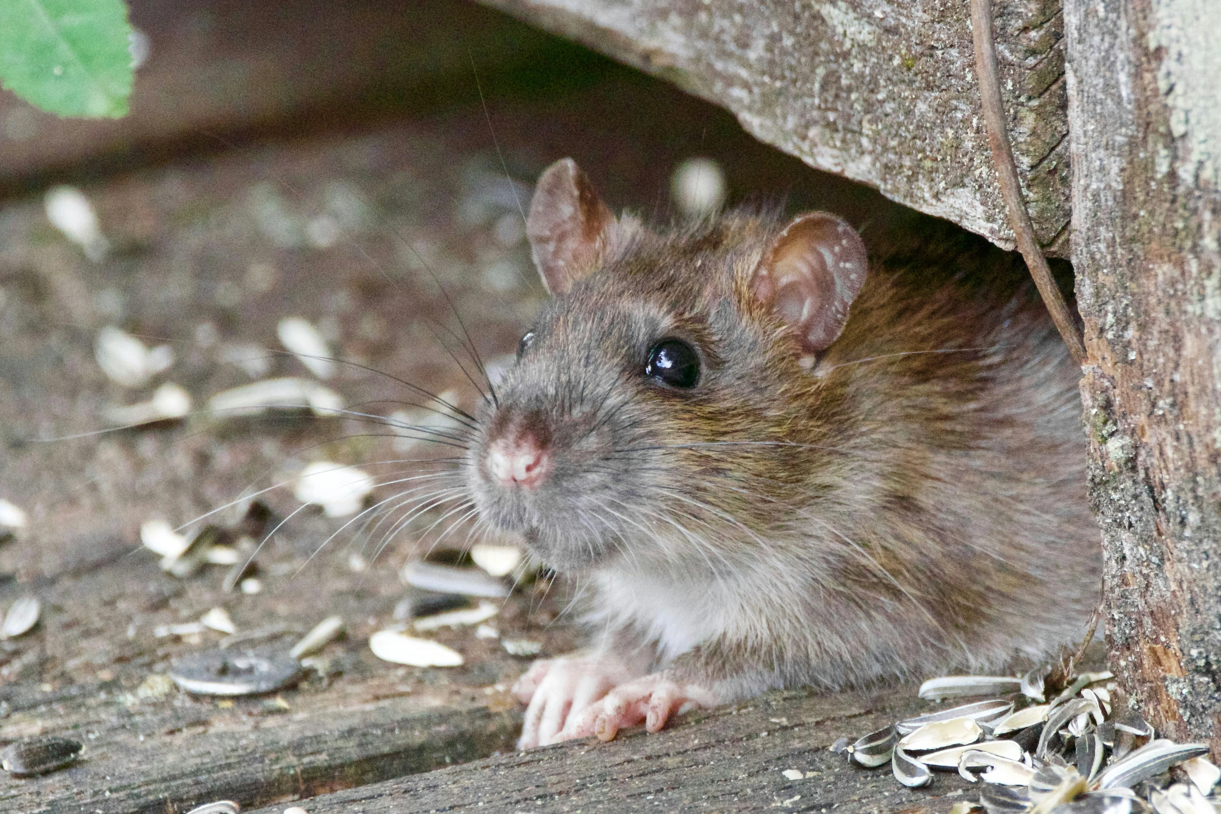 A brown rat emerging from a gap under a wooden structure in a Harrogate garden.