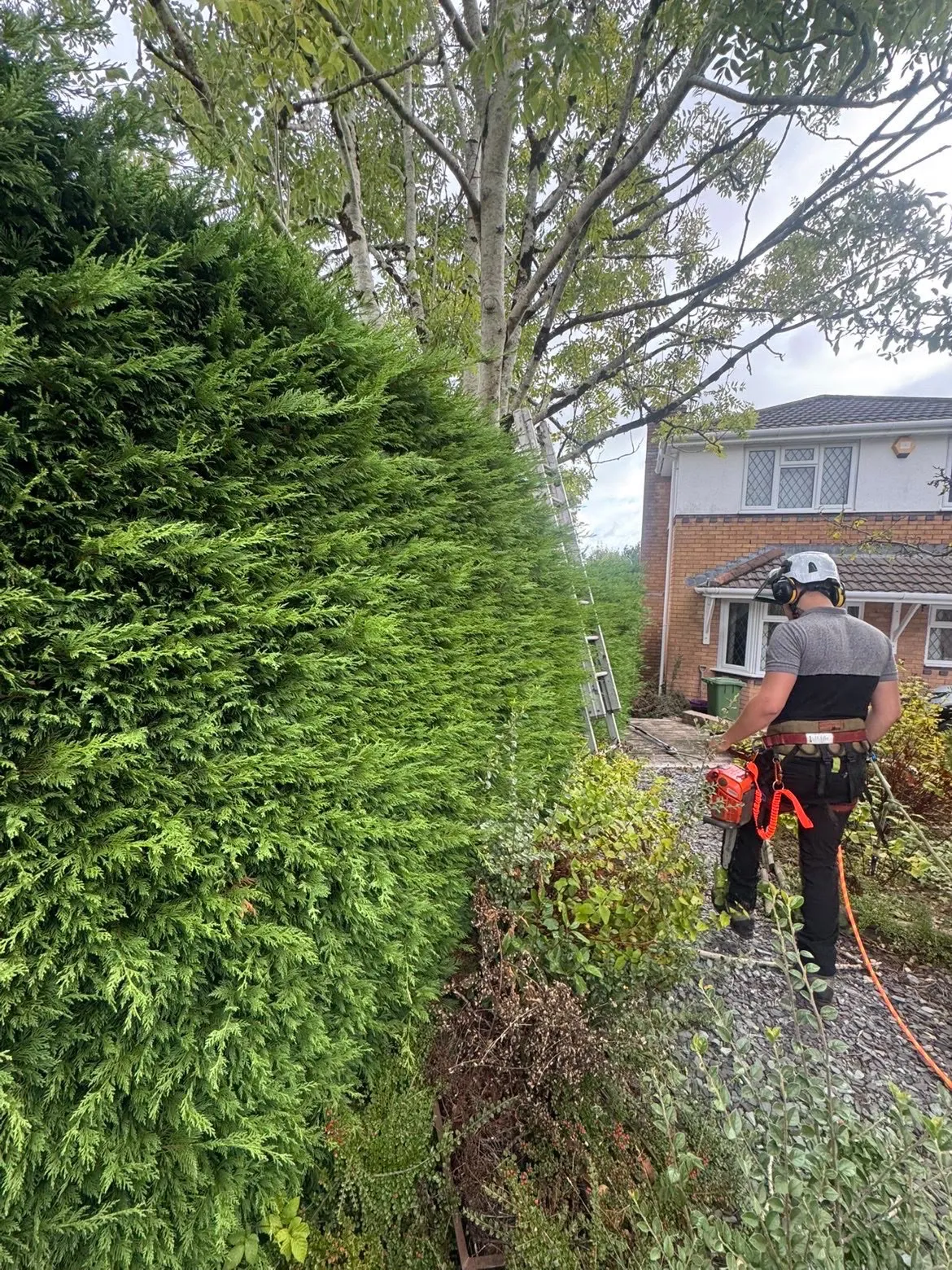 Professional hedge trimming and tree care maintenance beside a residential home in Pontypool